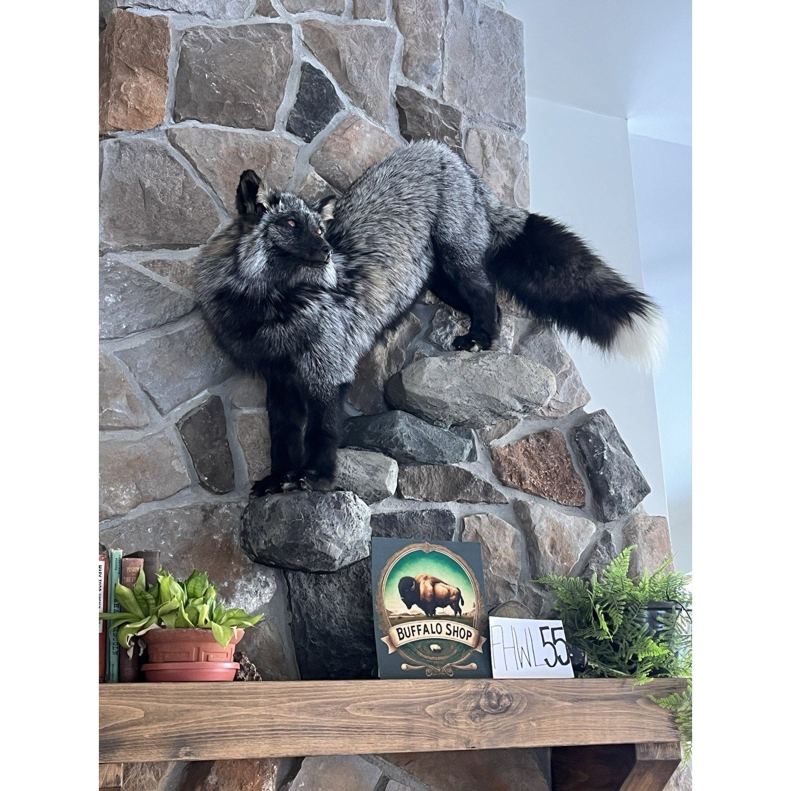 FHWL55 - Massive Silver Fox Taxidermy Full Body Mount