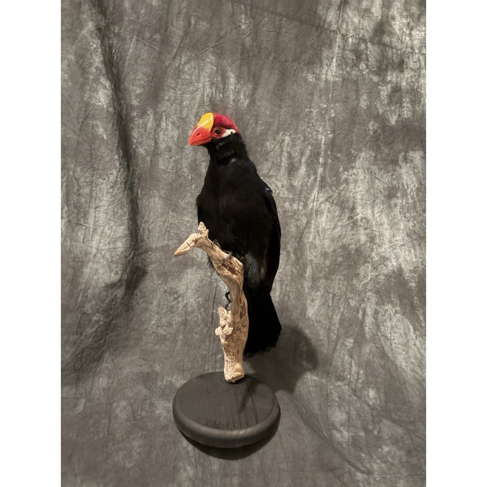 FHADA110 - Violet turaco Taxidermy Bird Mount