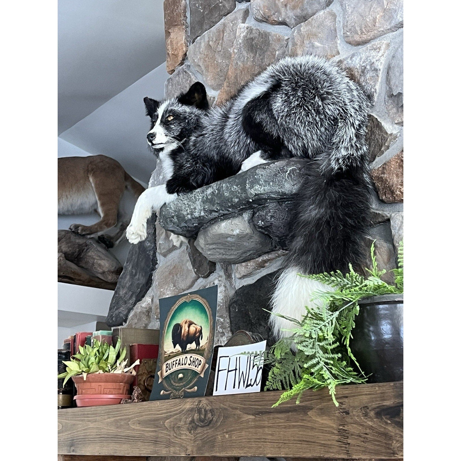 FHWL56 - Beautiful Black & White Fox Taxidermy Full Body Mount