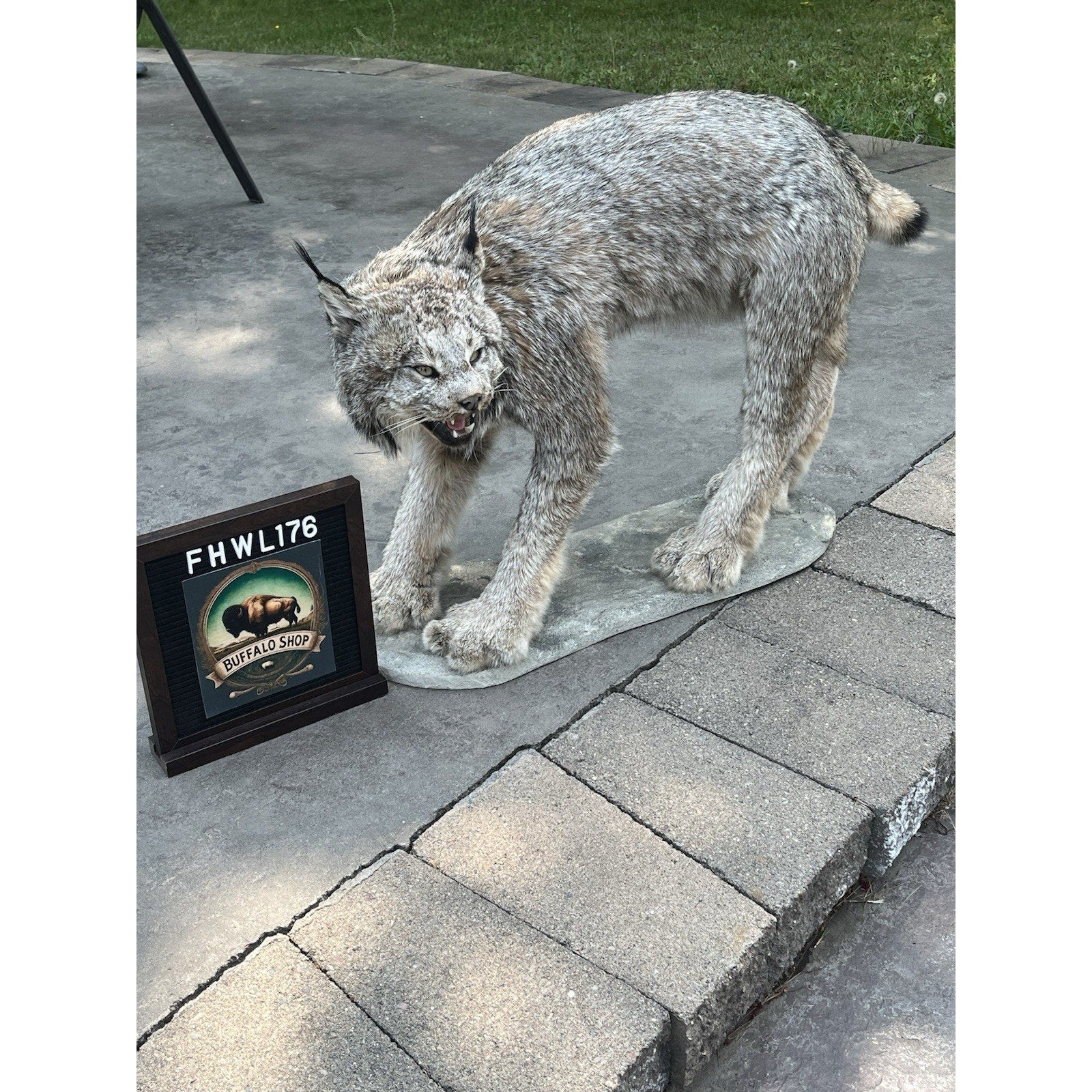 FHWL176- Alaskan Lynx Taxidermy Full Body Mount Prime Fur