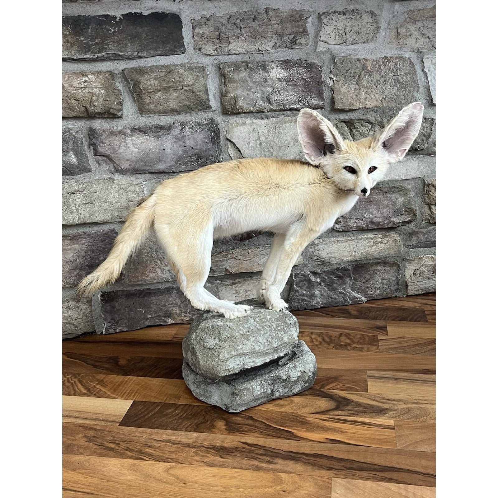 FHWL28 - Museum Quality Fennec Fox Taxidermy Full Body Mount