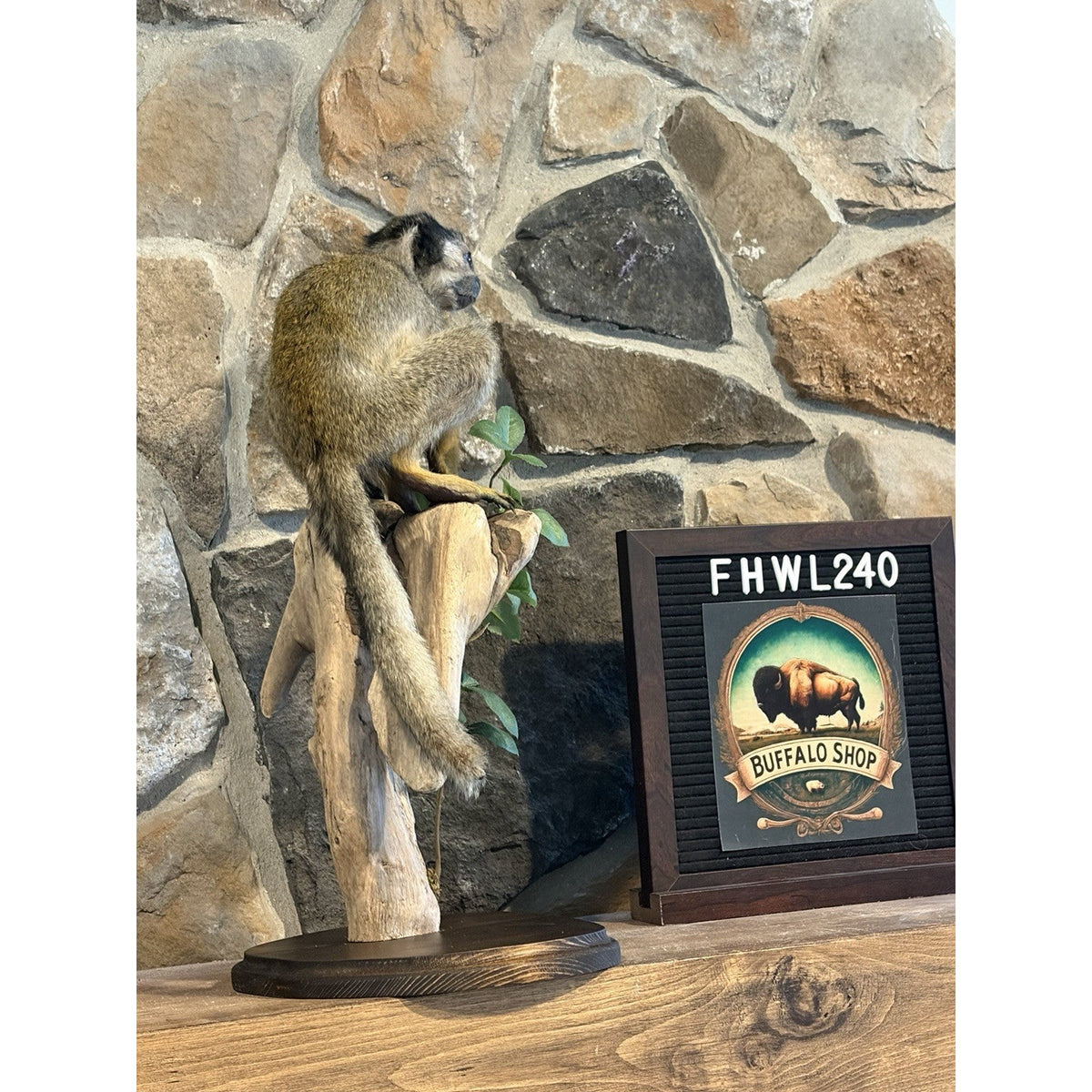FHWL240 -Squirrel Monkey Taxidermy Mount
