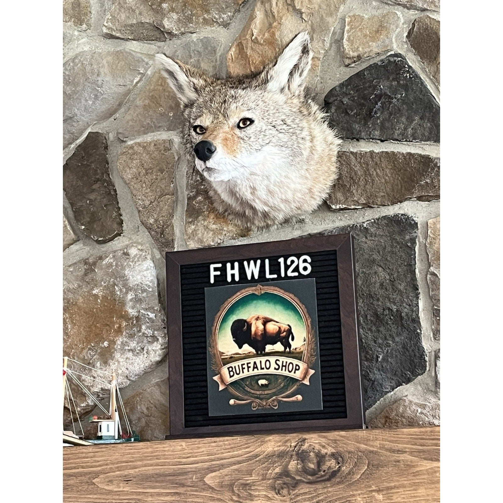 FHWL126 - Coyote Shoulder Museum Quality mount Taxidermy