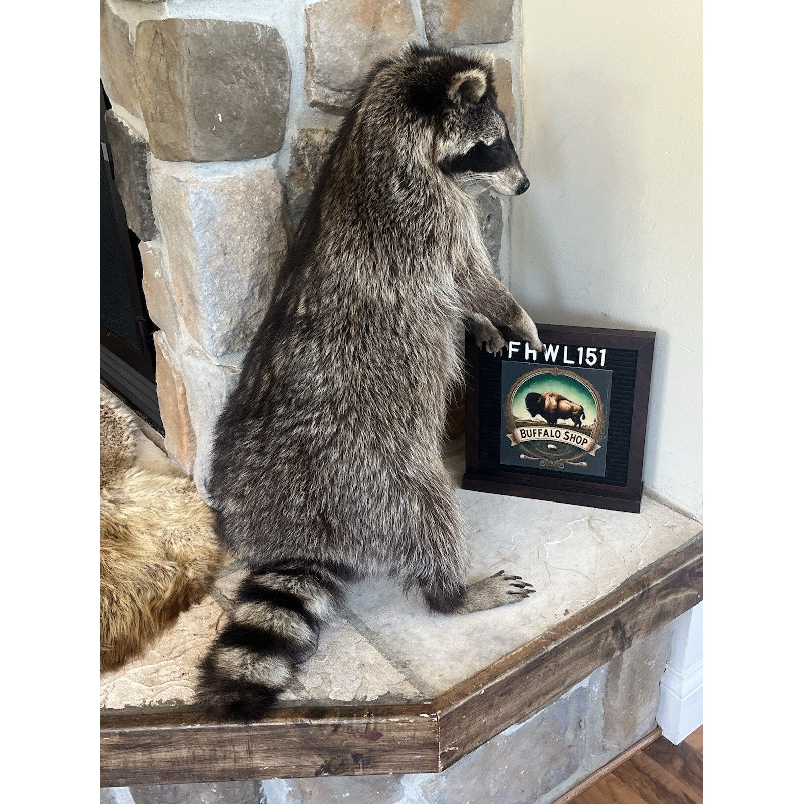 FHWL151 - Fat Raccoon Taxidermy Mount