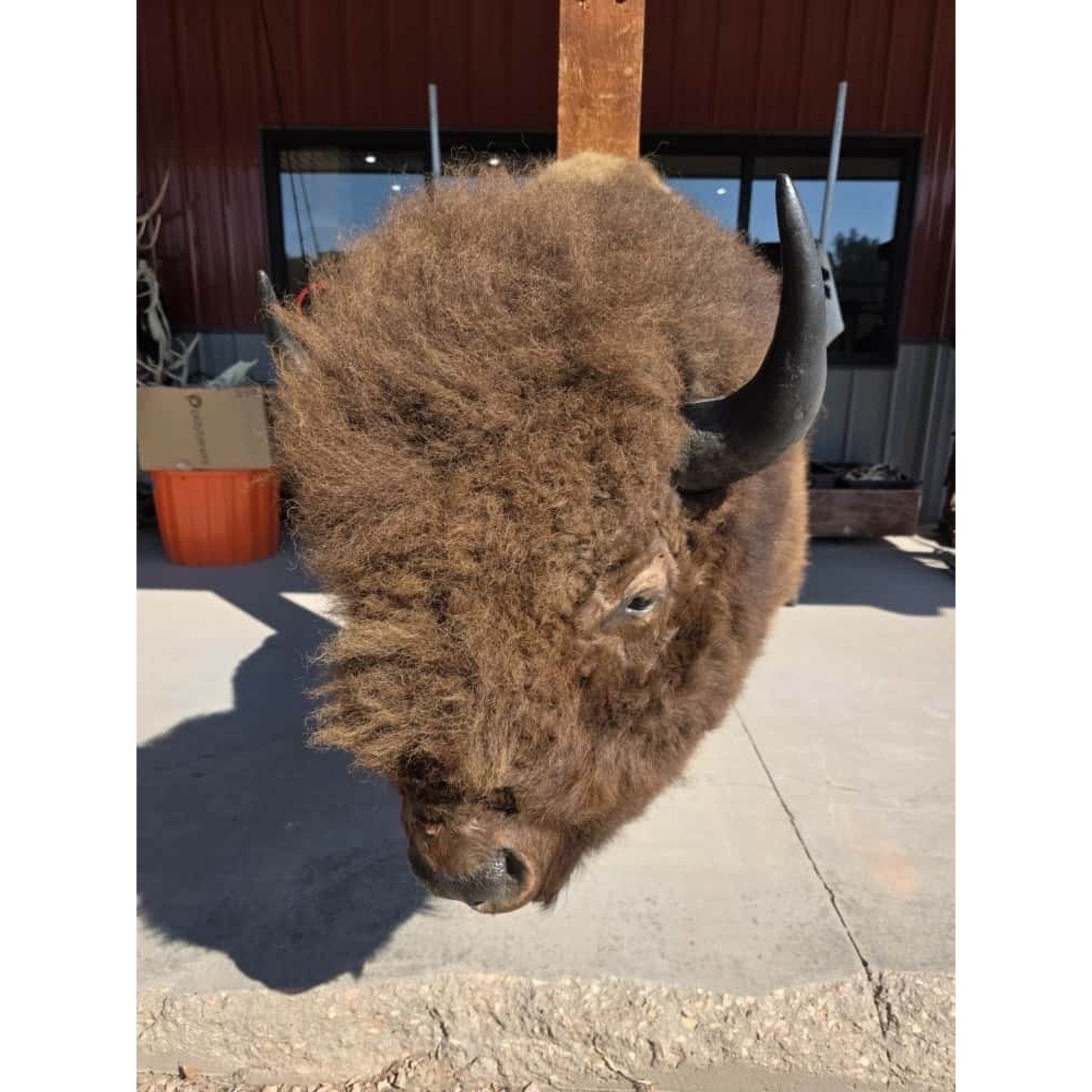 FHMN20 - Gorgeous Mounted Buffalo / Bison Taxidermy Head Shoulder Mount