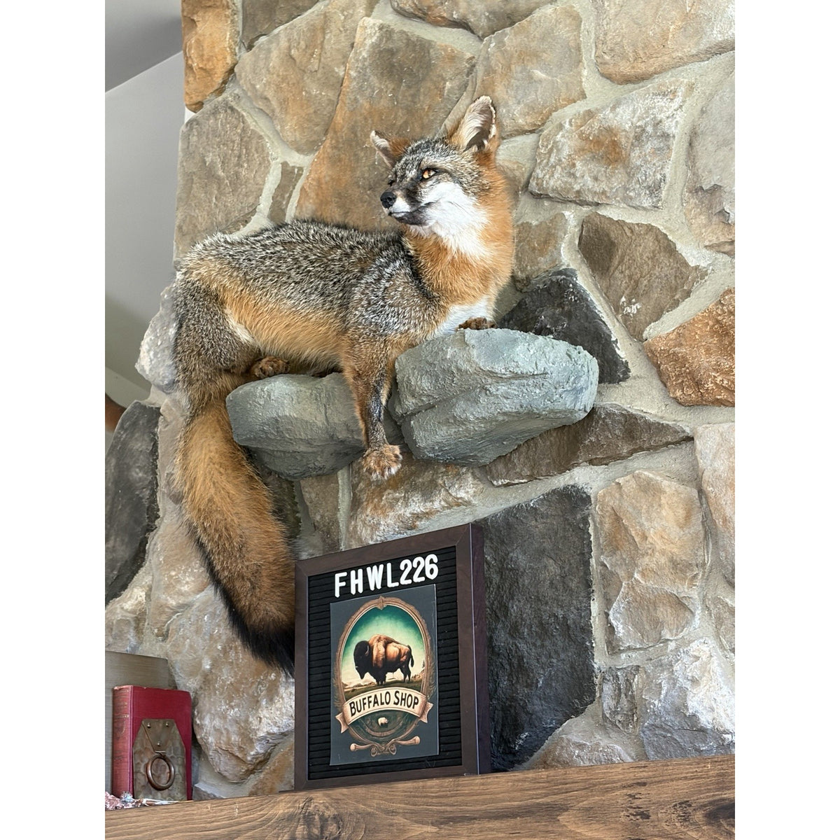 FHWL226 - Grey Fox Taxidermy Full Body Mount Cabin Camp Man Cave