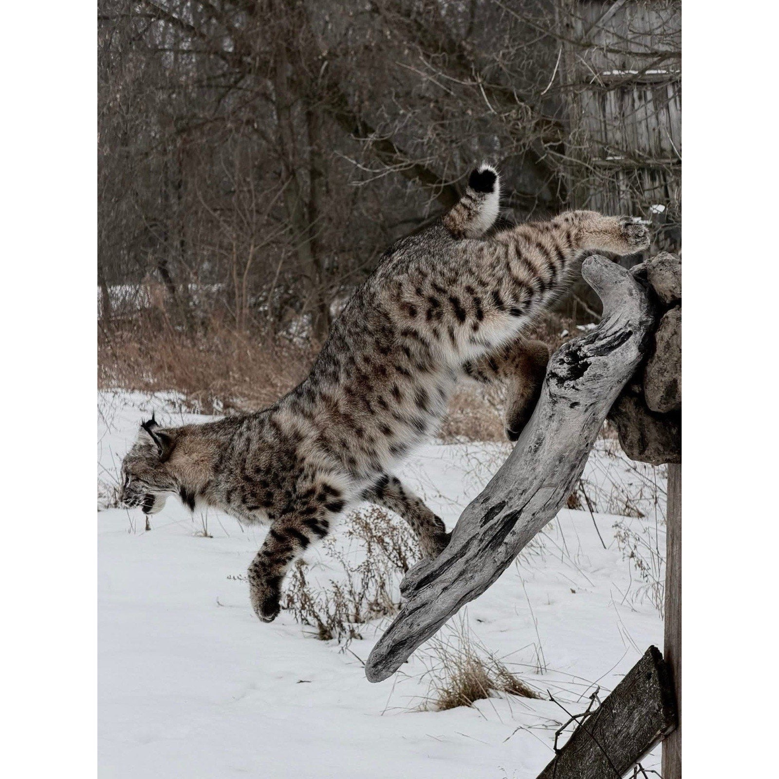 FHDOUG1 - Ultra Rare Blue Bobcat Full Body Taxidermy Mount