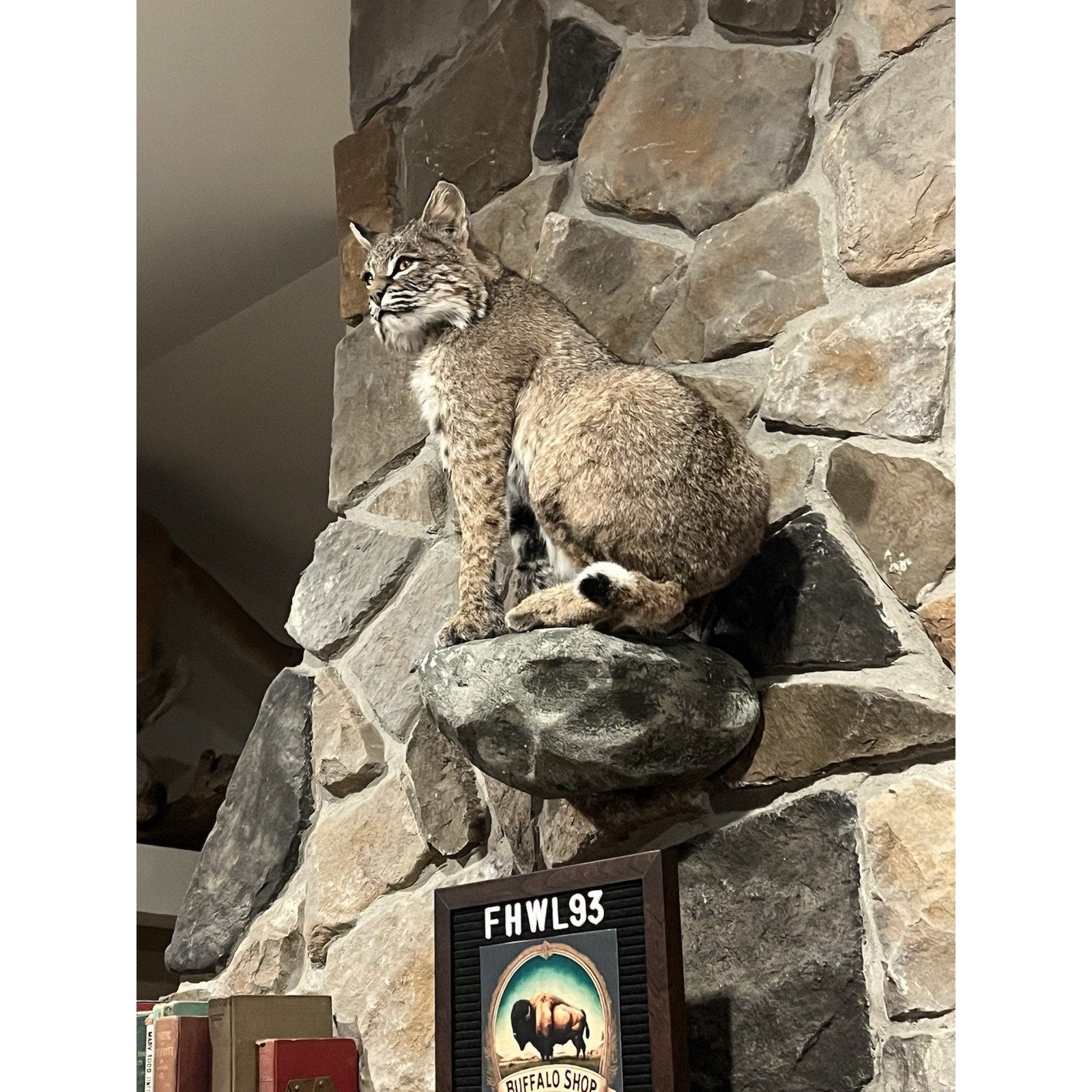 FHWL93 - Bobcat Taxidermy Full Body Mount