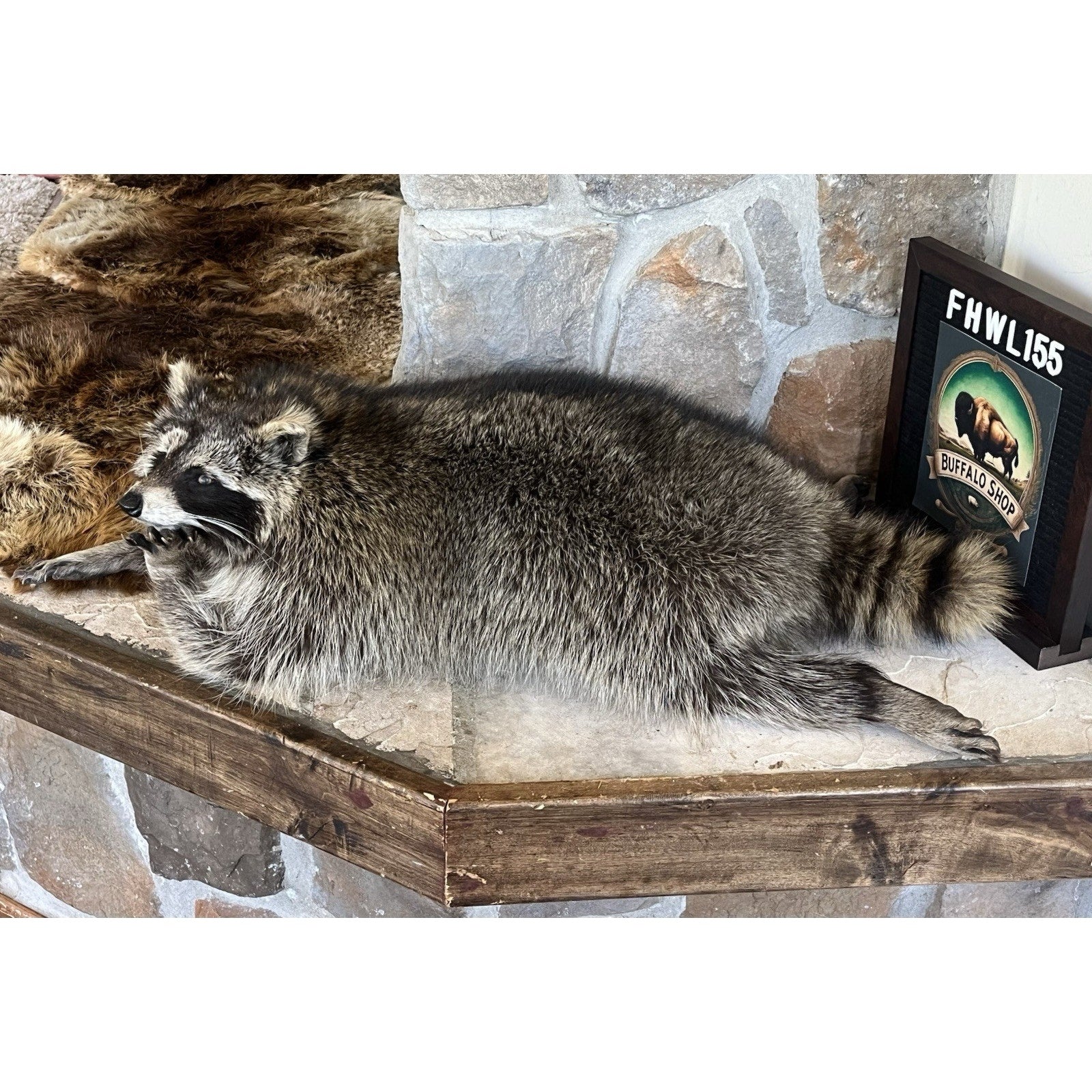 FHWL155 - Real Fat Raccoon Taxidermy Mount