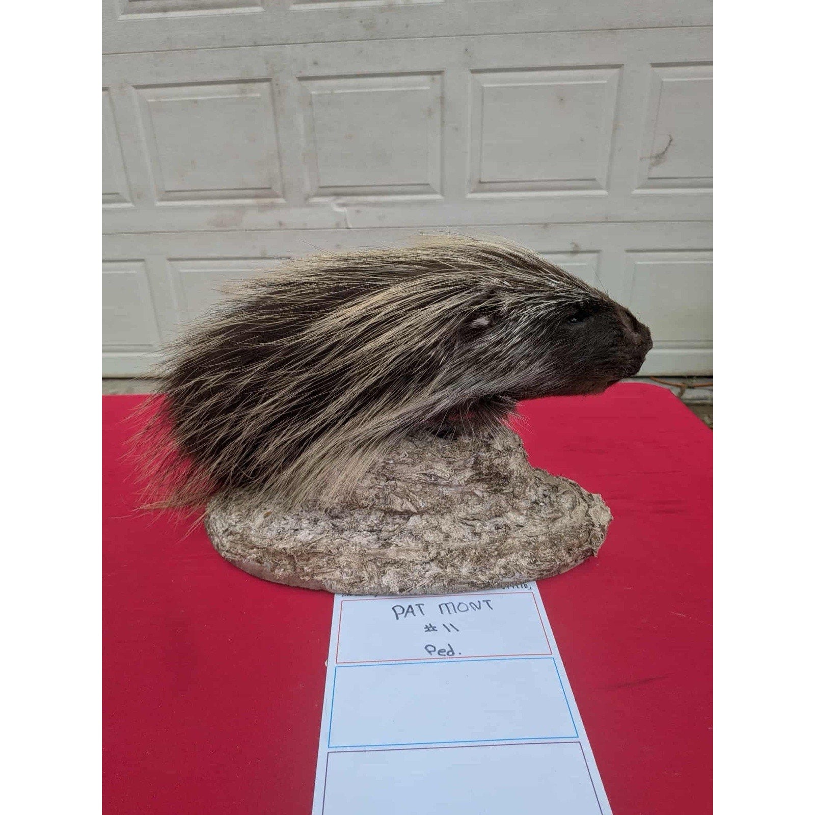 FHPORC11 - Beautiful Montana Prime Winter Porcupine Shoulder Taxidermy Mount