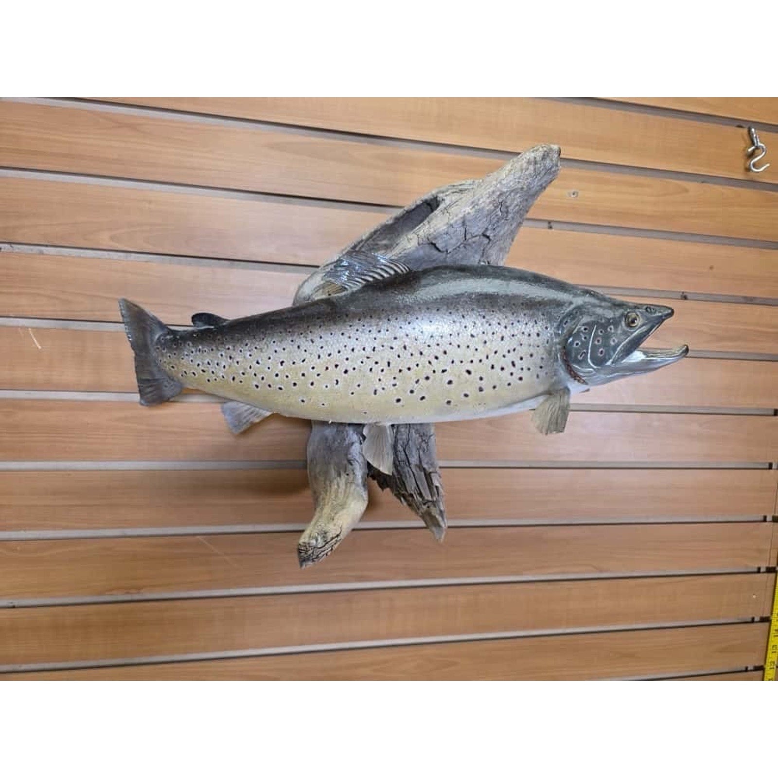 FHCLINT12- Trout fish taxidermy mount