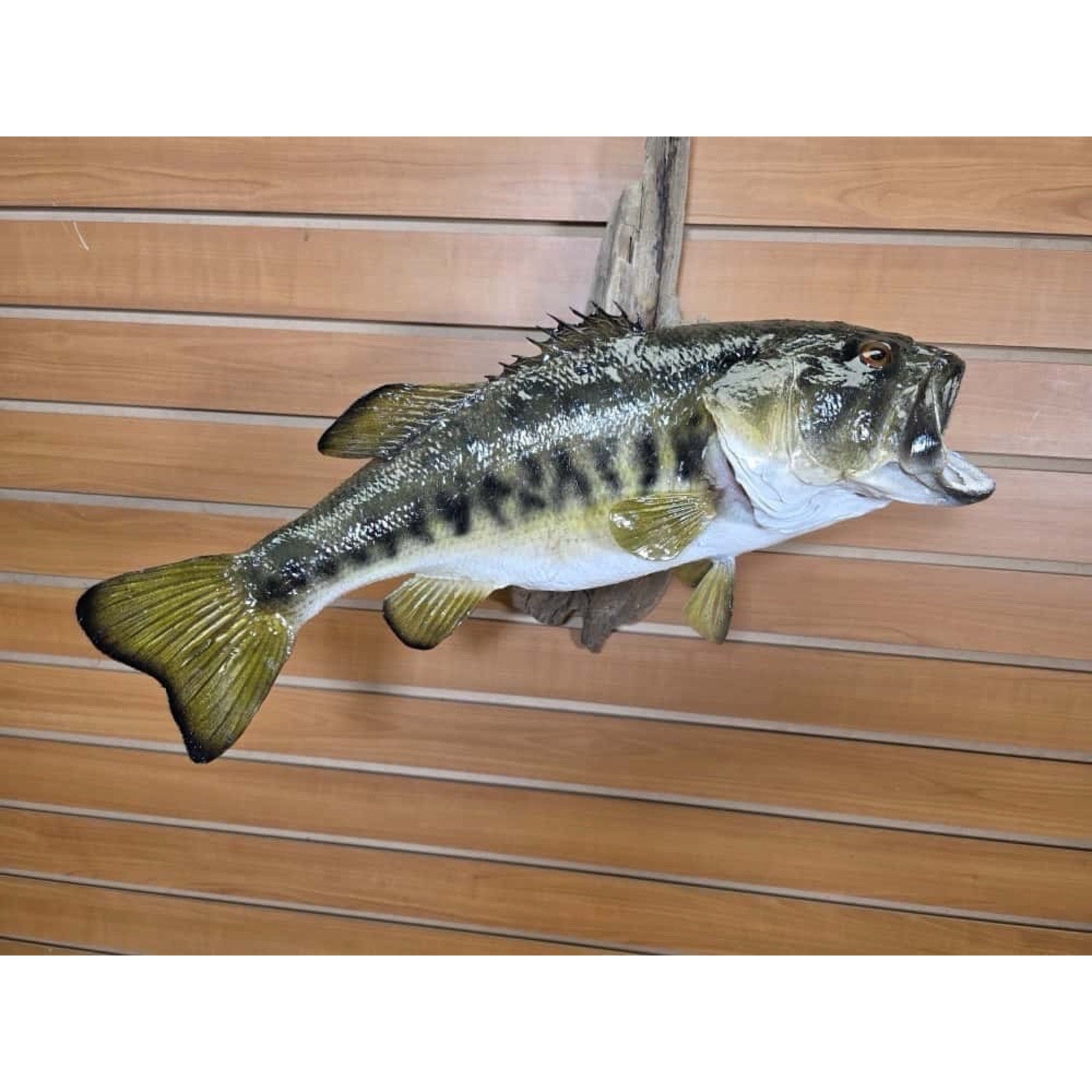 JTV215 - Real Skin Largemouth Bass Fish Taxidermy Mount 21”