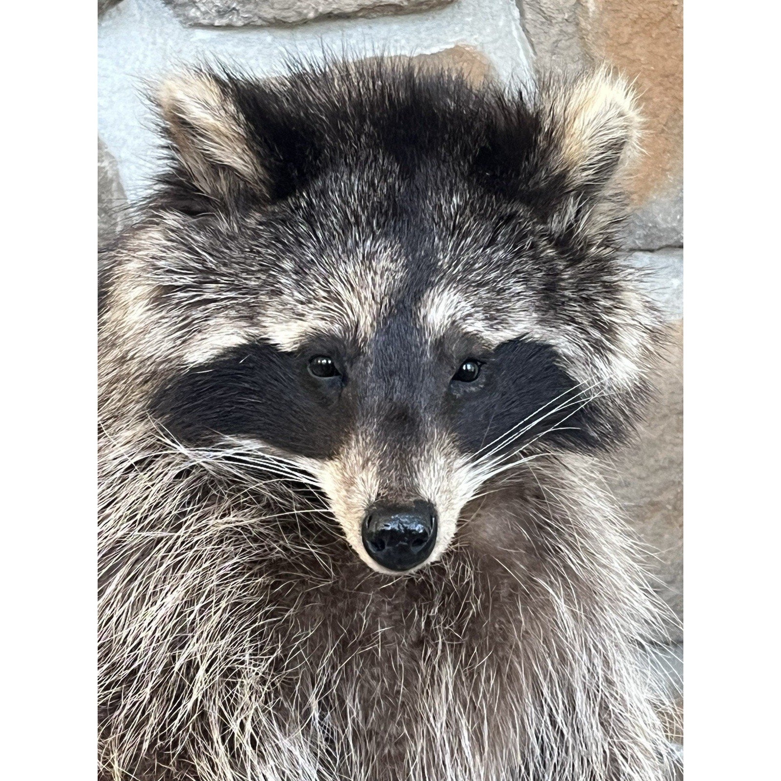 FHWL151 - Fat Raccoon Taxidermy Mount