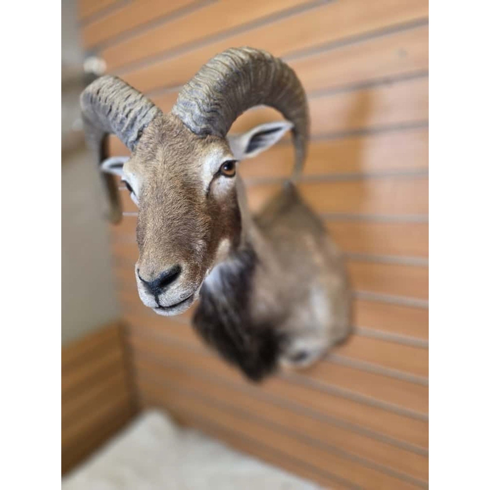 FHMN2 - Mouflon Ram taxidermy shoulder mount