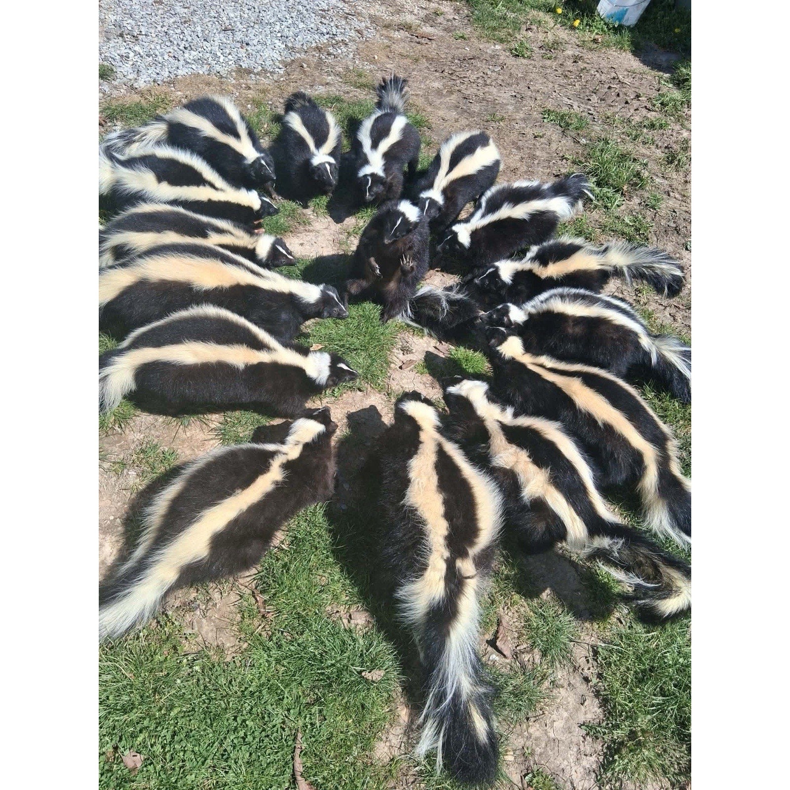 FHKIM0326 - New SKUNK Taxidermy Mount