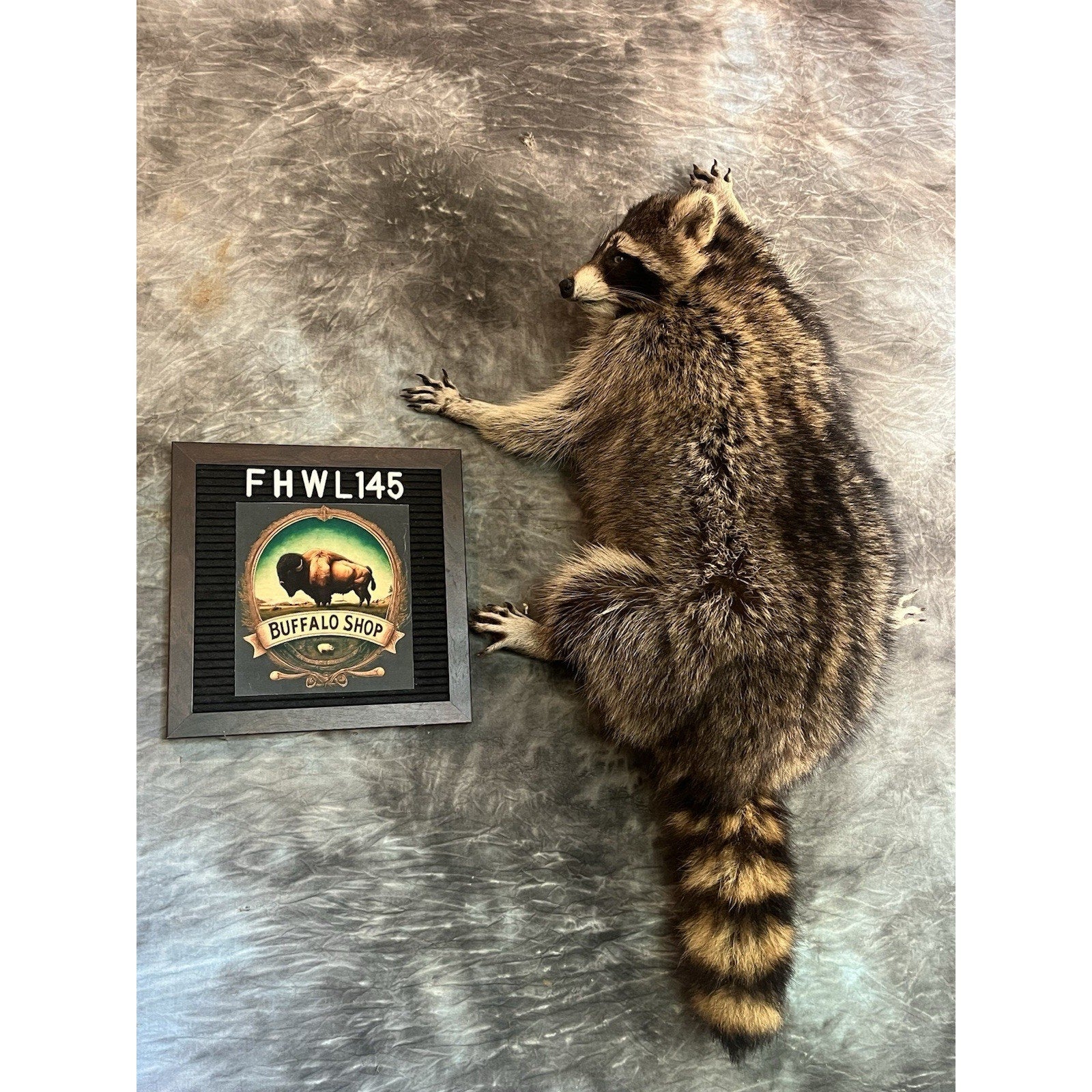 FHWL145- Fat Raccoon Taxidermy Mount