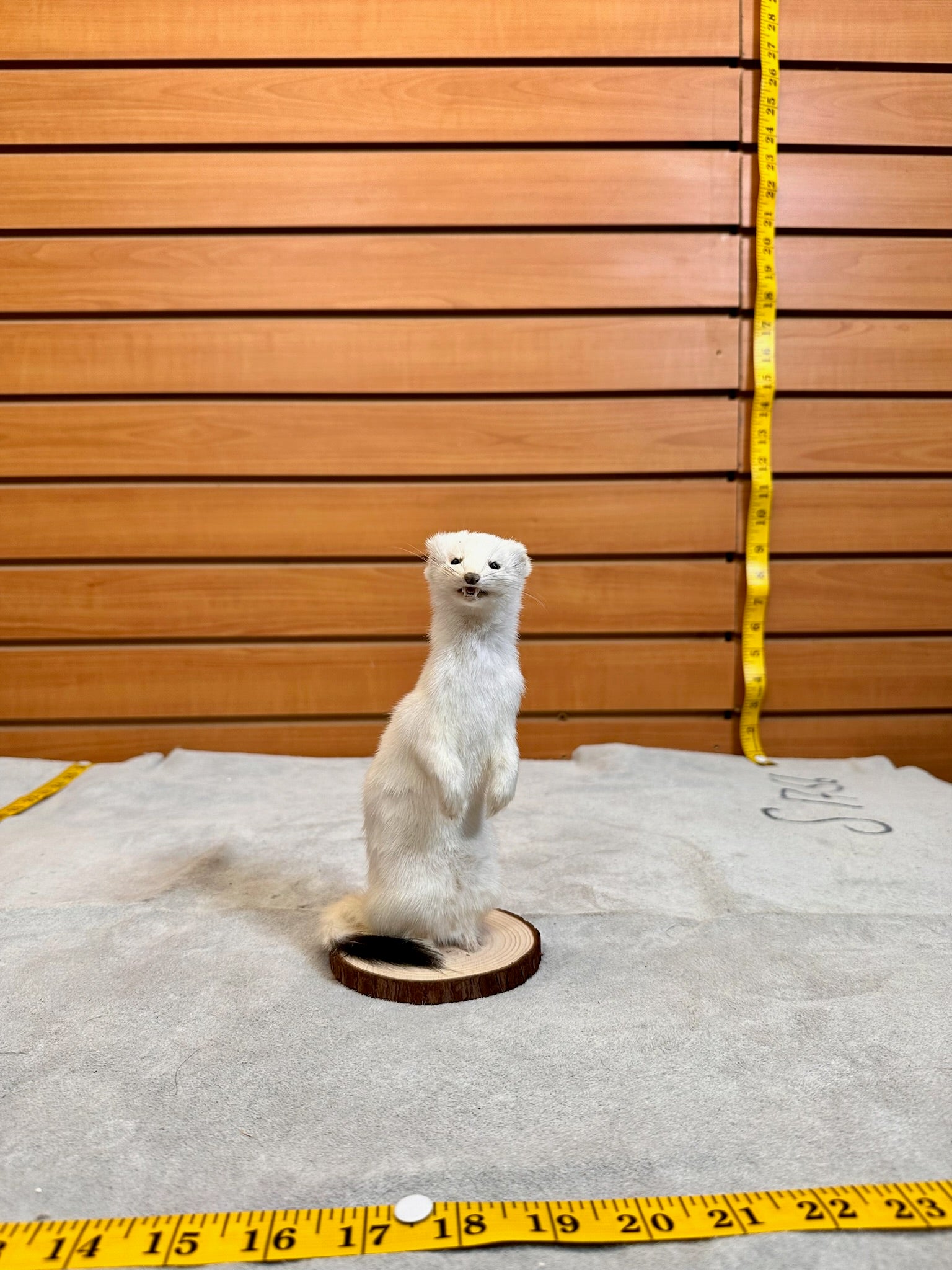 FHWEAS19- Beautiful Adorable Weasel Ermine Small Animal Taxidermy