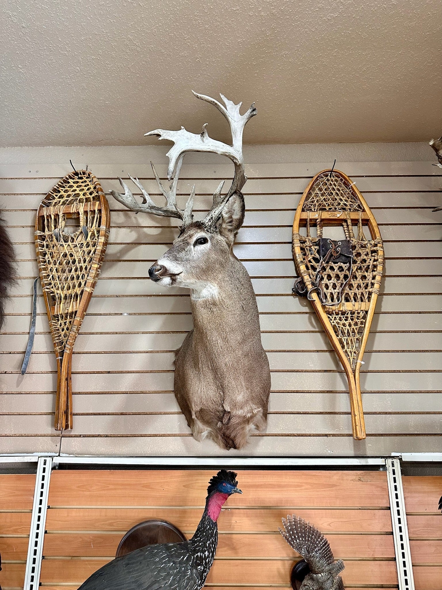 FH195- four whitetail taxidermy mounts
