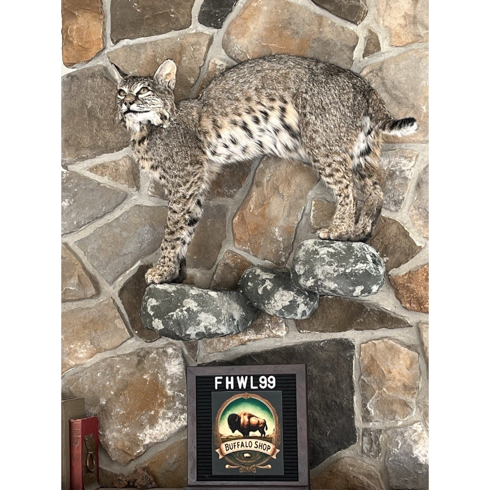 FHWL99 - Bobcat Taxidermy Full Body Mount