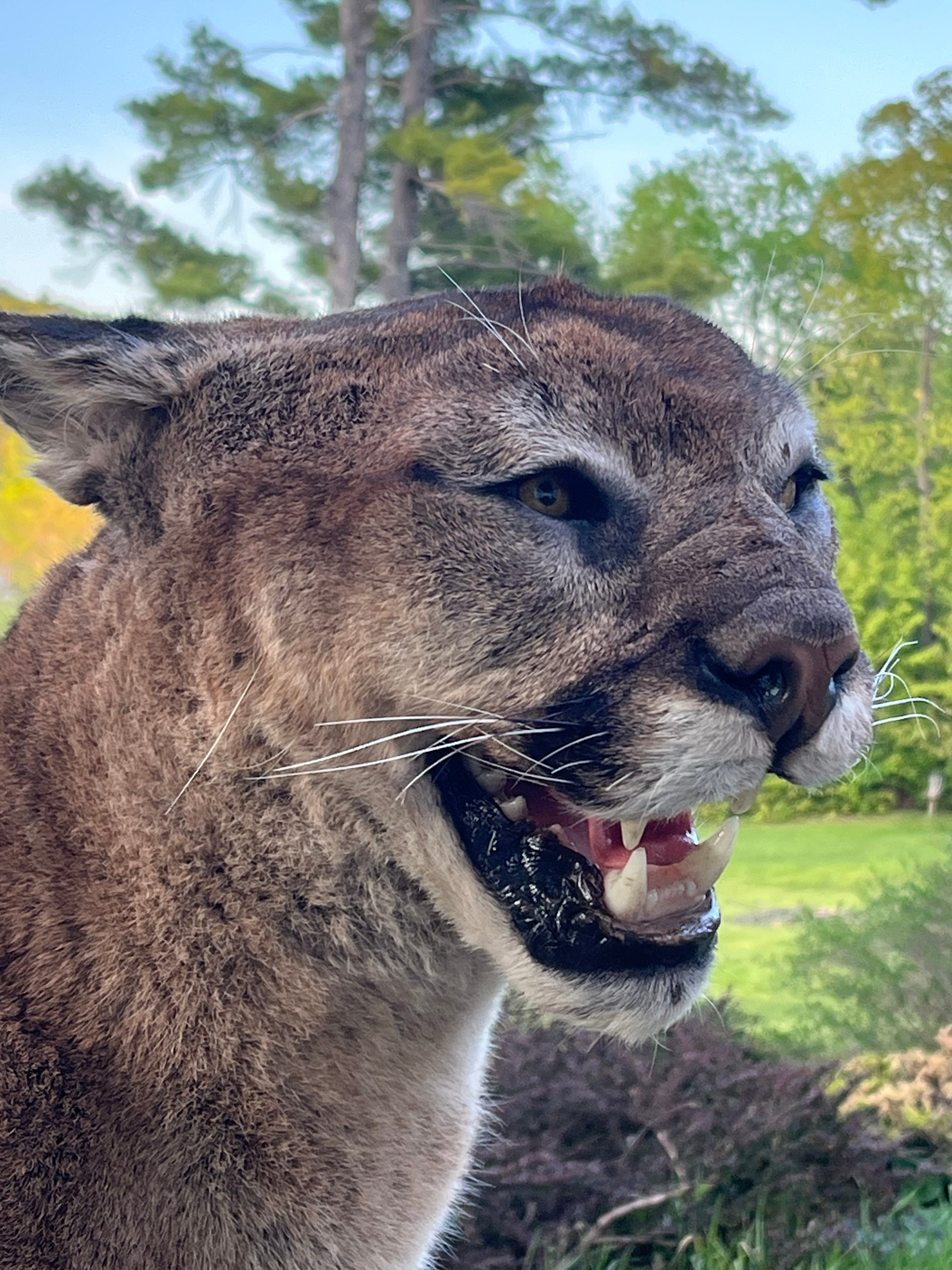 FHWL133 - massive Cougar aggressive Lifesize Taxidermy Mount