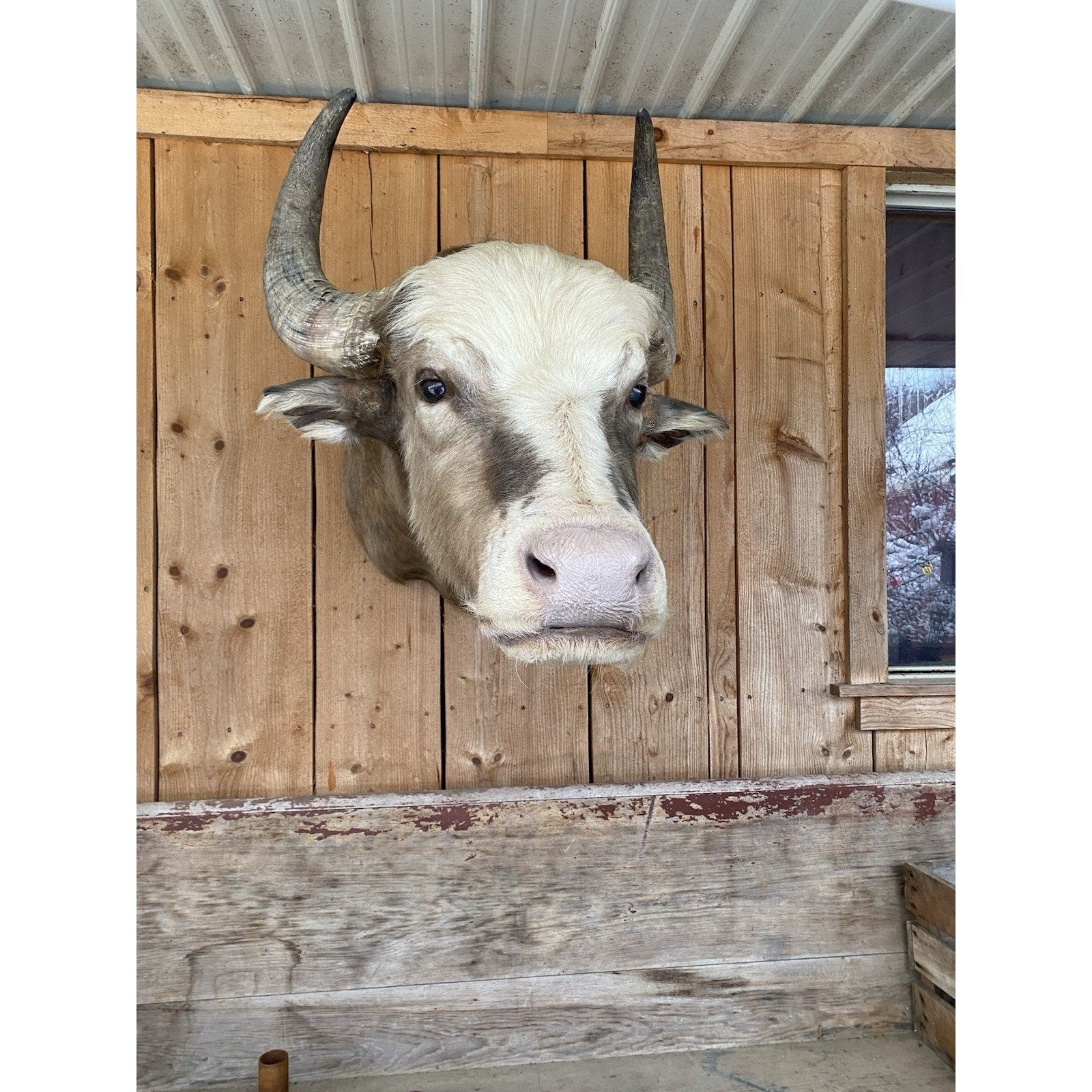 FHDAR42- Rare Sacred White-faced African Buffalo Taxidermy Shoulder mount