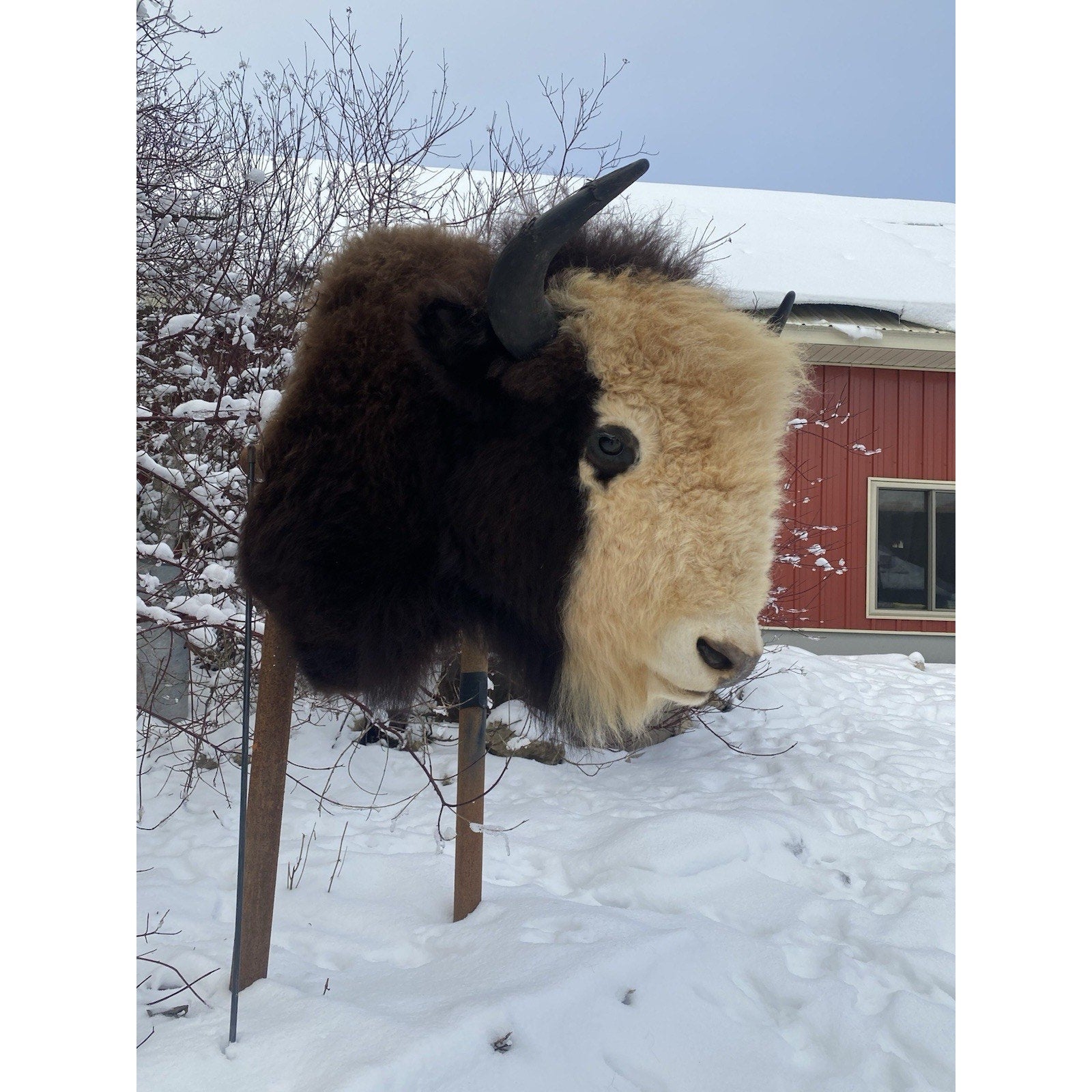 FHDAR40- Rare Sacred White-faced Buffalo Bison Taxidermy Shoulder mount