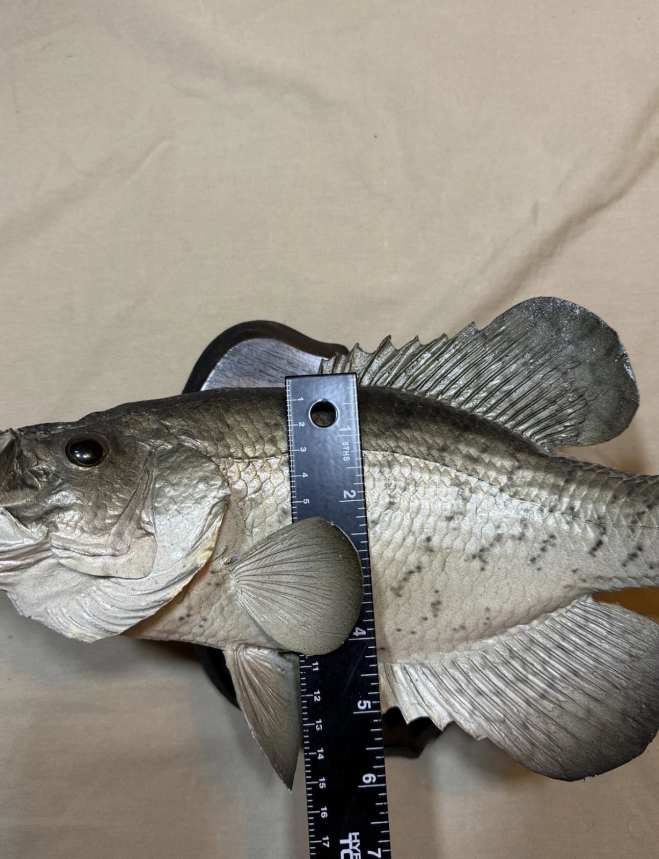 FHEB0817 - 12.5 Inch Crappie Taxidermy Mount