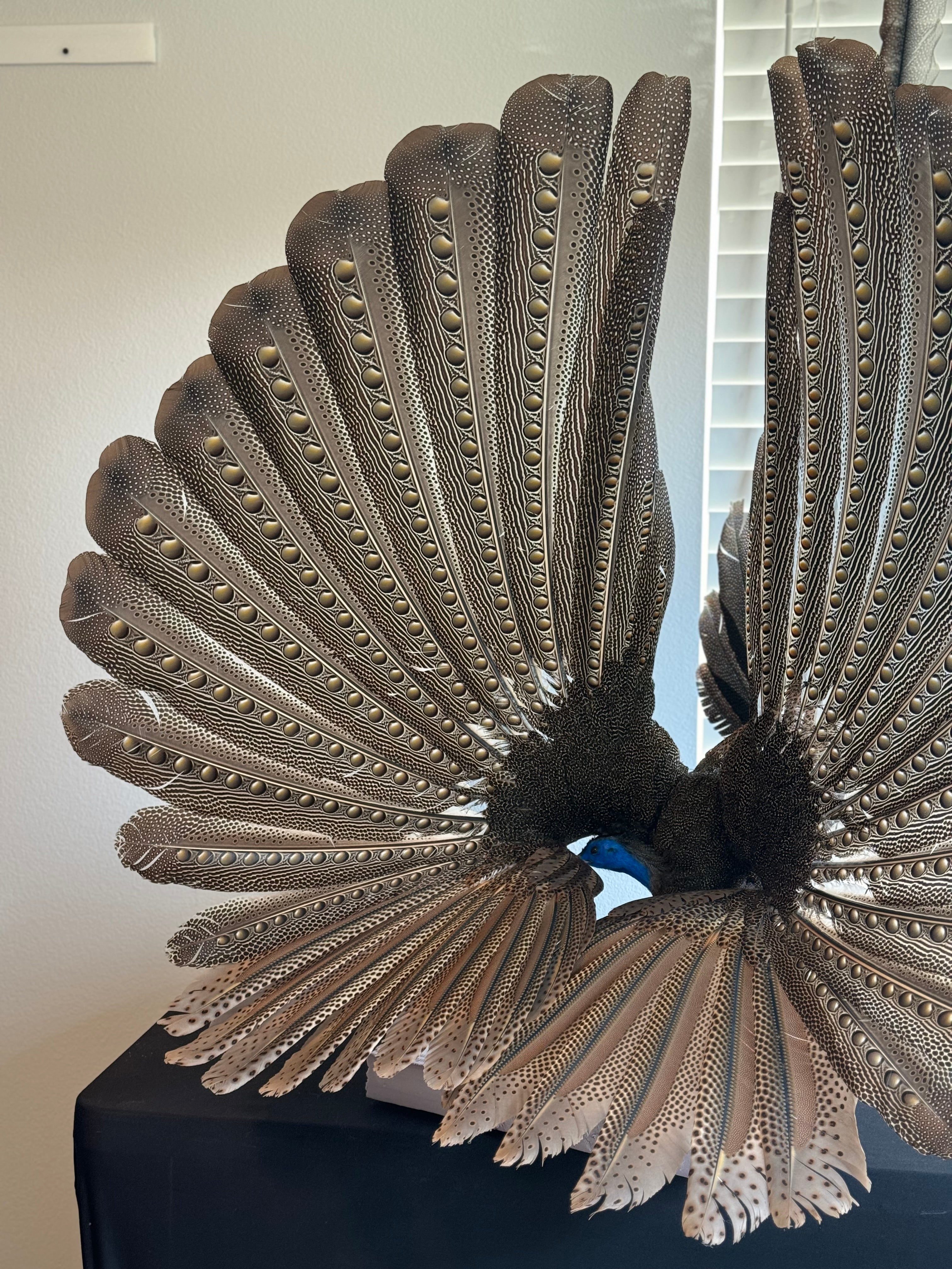 FHKY2 - Museum Quality Male Argus pheasant taxidermy mount