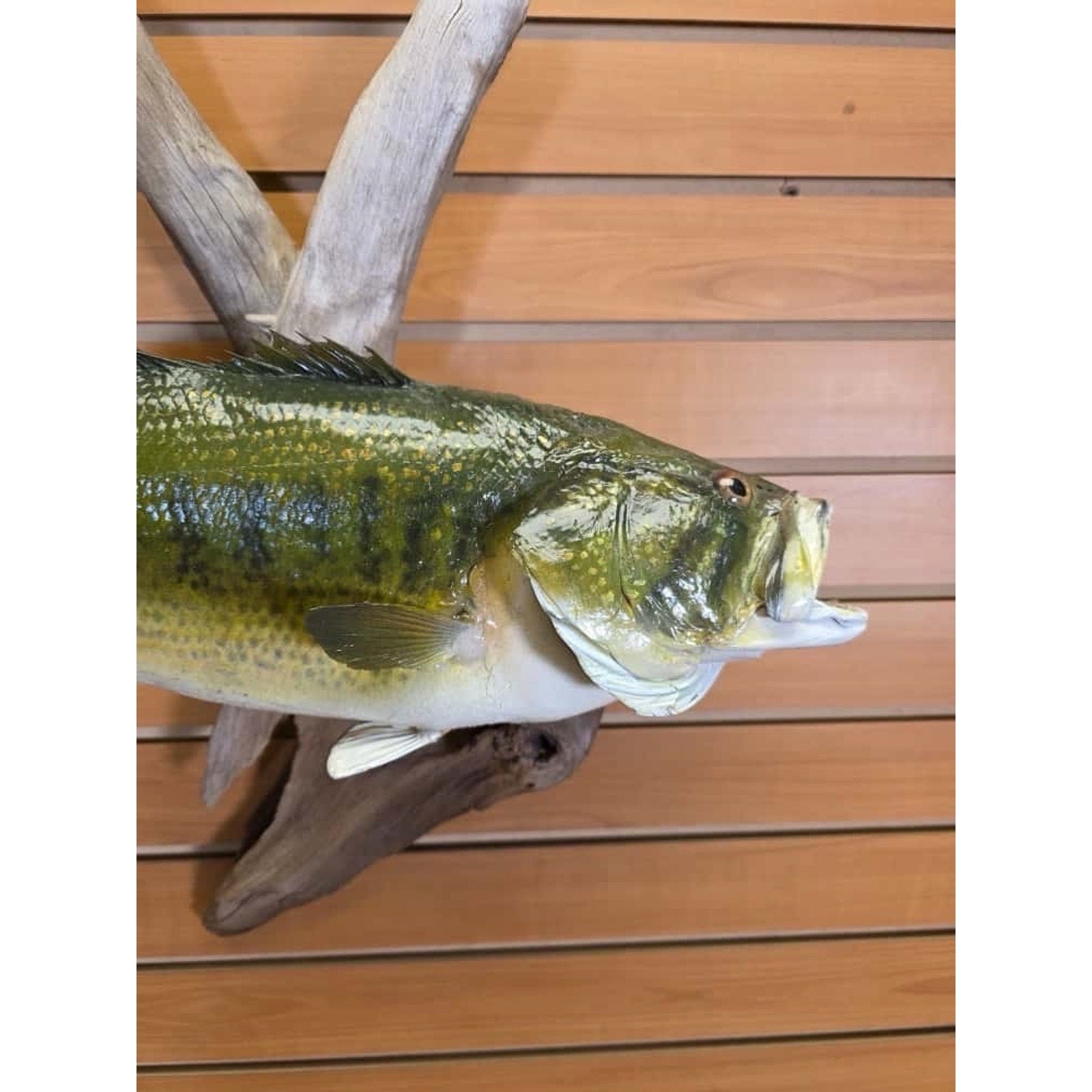 FHCM33 - Real Skin 20” Largemouth Bass Fish Taxidermy