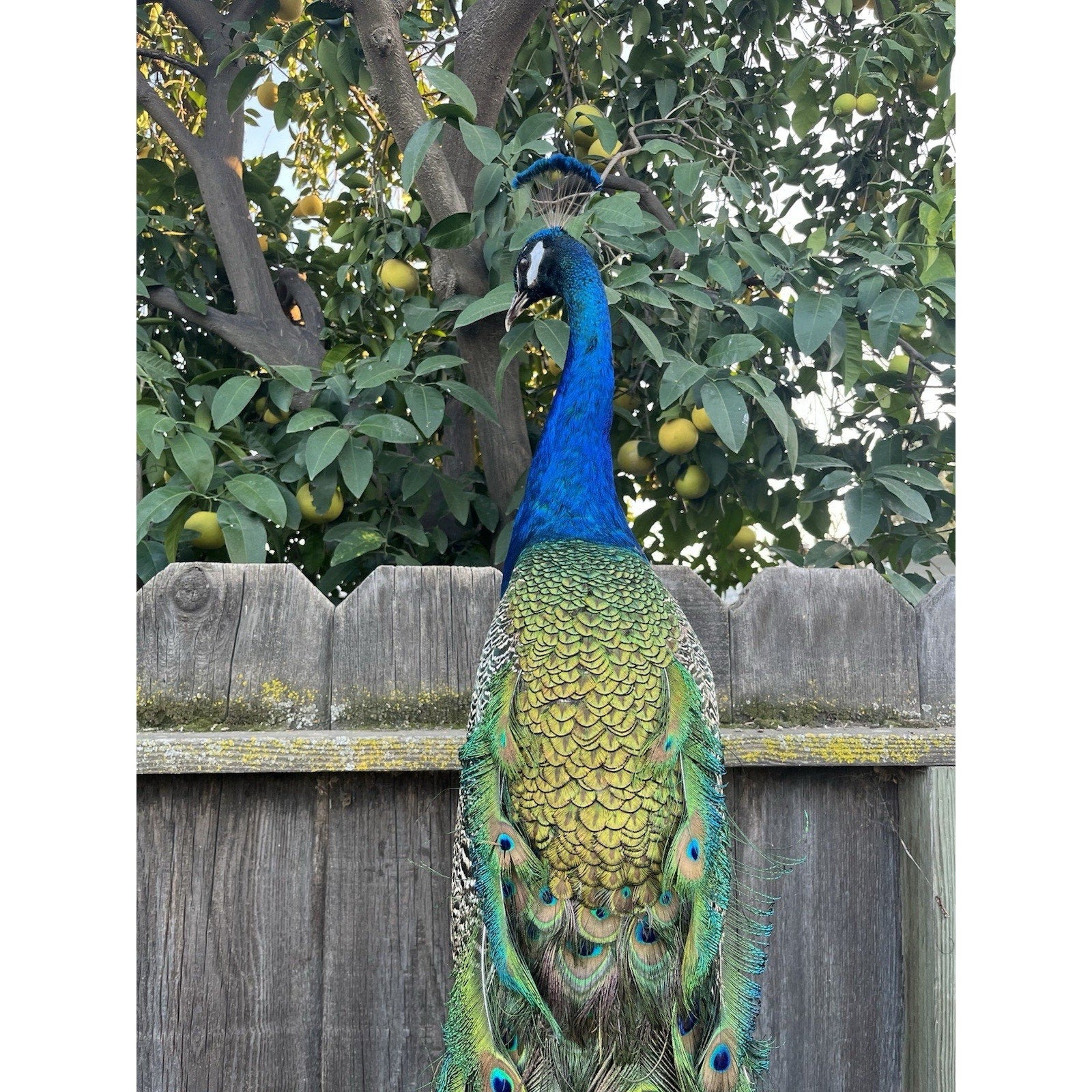 India Blue Real PEACOCK Taxidermy Mount museum quality
