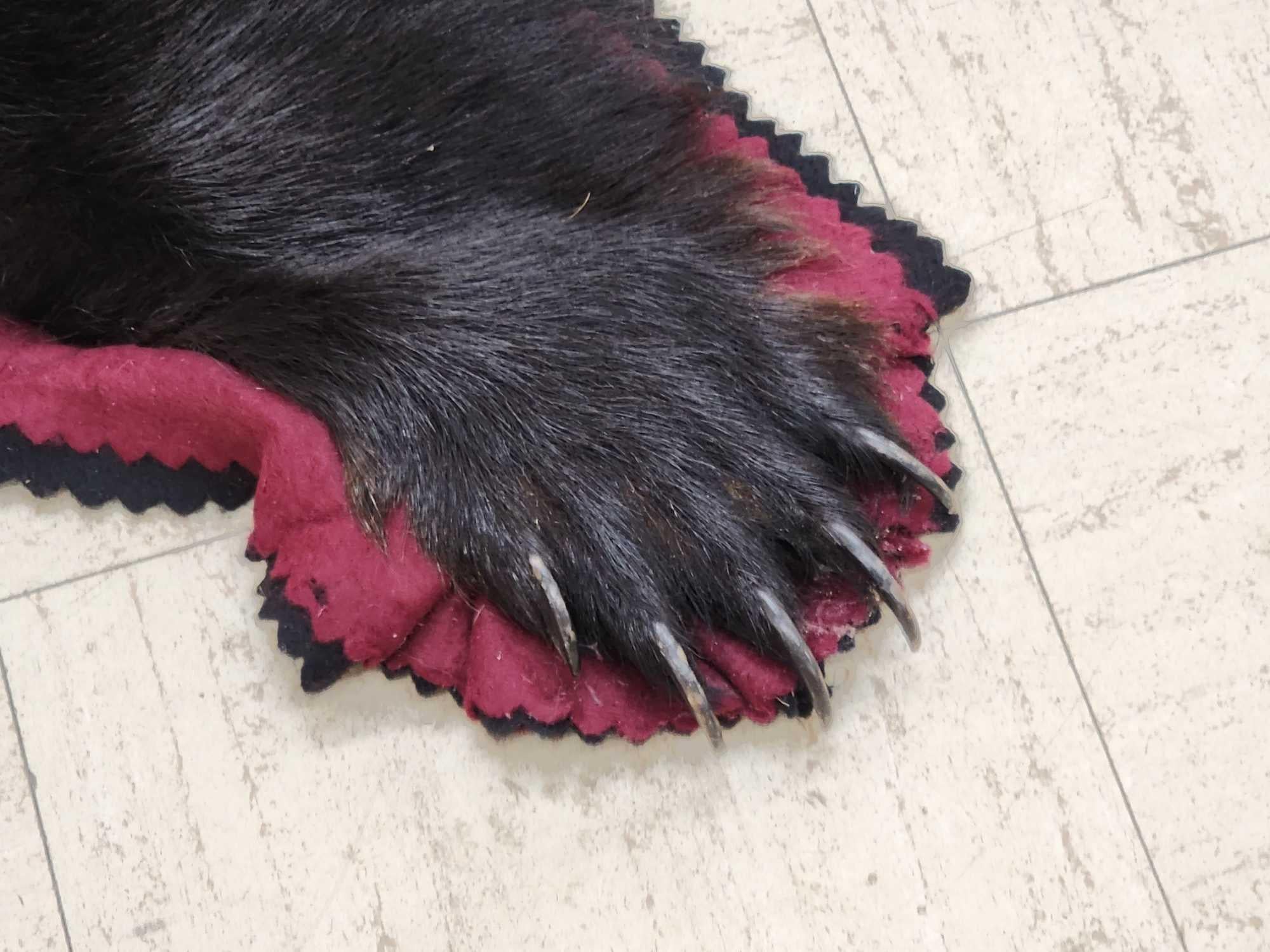 FHCM50 - premium Black Bear Rug Taxidermy