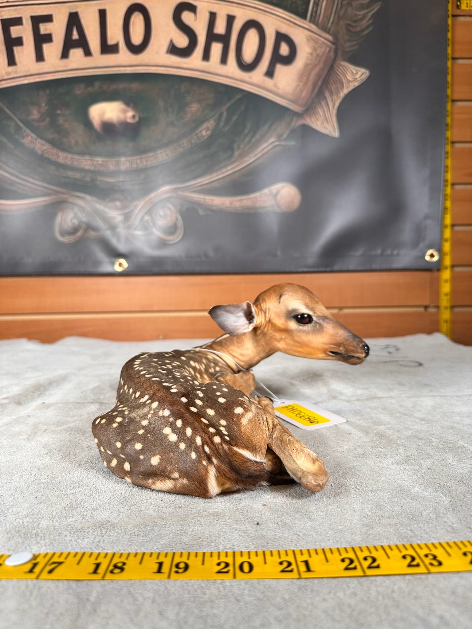 FHDEER6- Baby Deer Fawn tiny taxidermy mount
