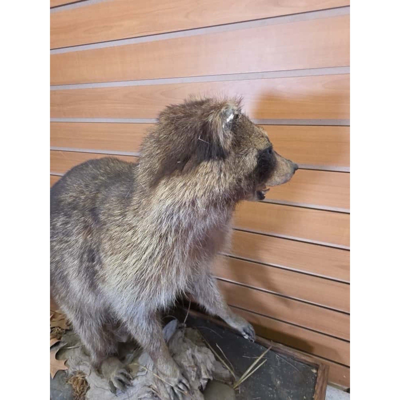 JTV250 - Vintage Raccoon Taxidermy Mount