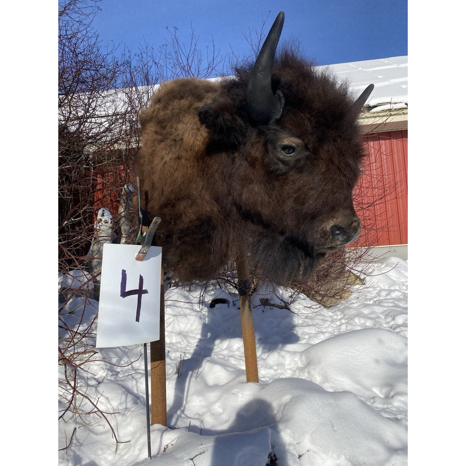 FHDARDEC4 - Real North American Buffalo / Bison Shoulder Taxidermy Mount New