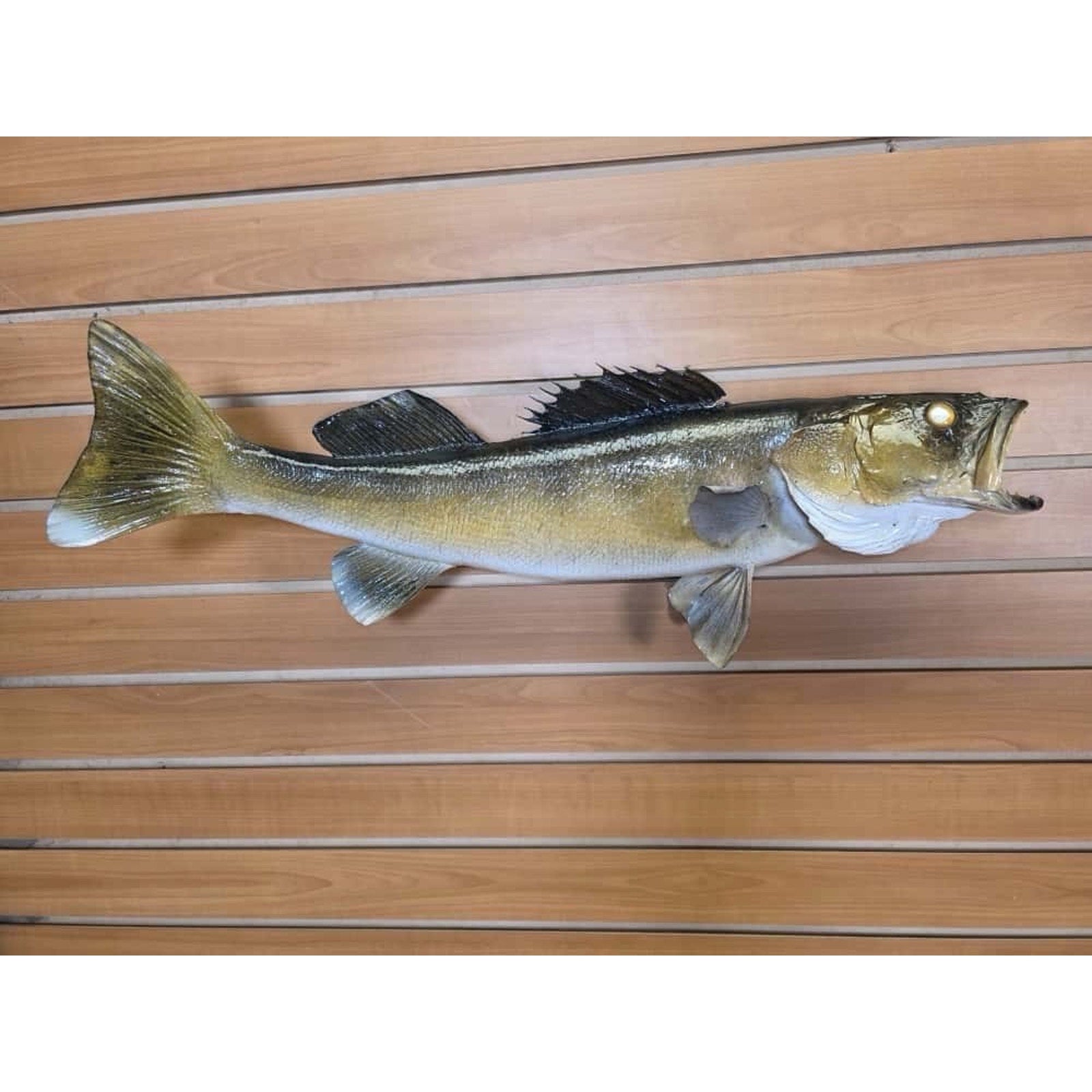 JTV226 - Real Skin Walleye Fish Taxidermy Mount 25”