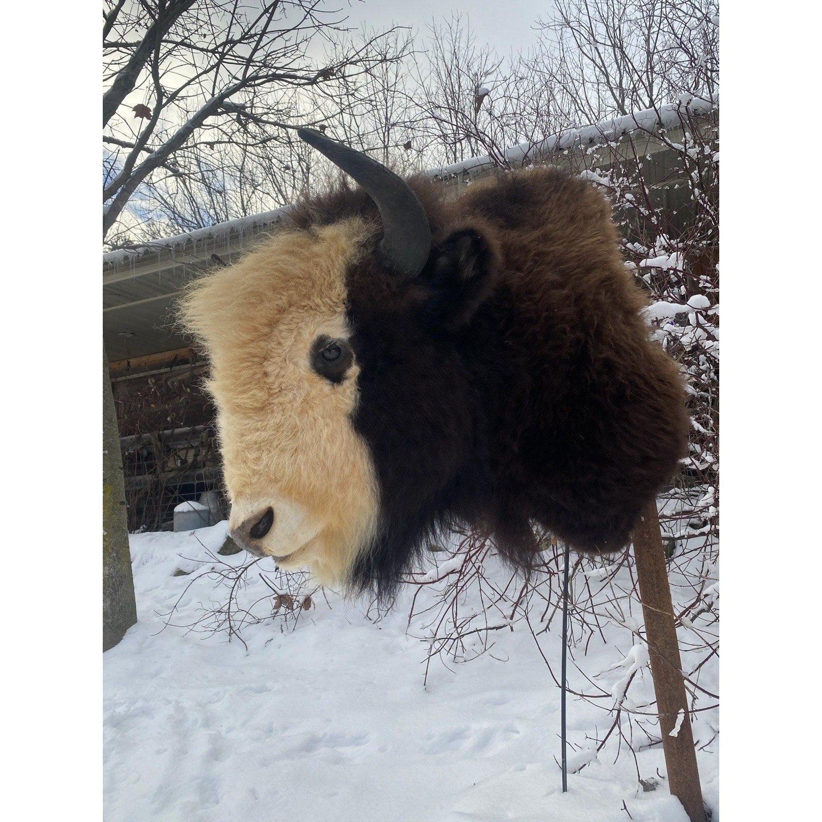 FHDAR40- Rare Sacred White-faced Buffalo Bison Taxidermy Shoulder mount