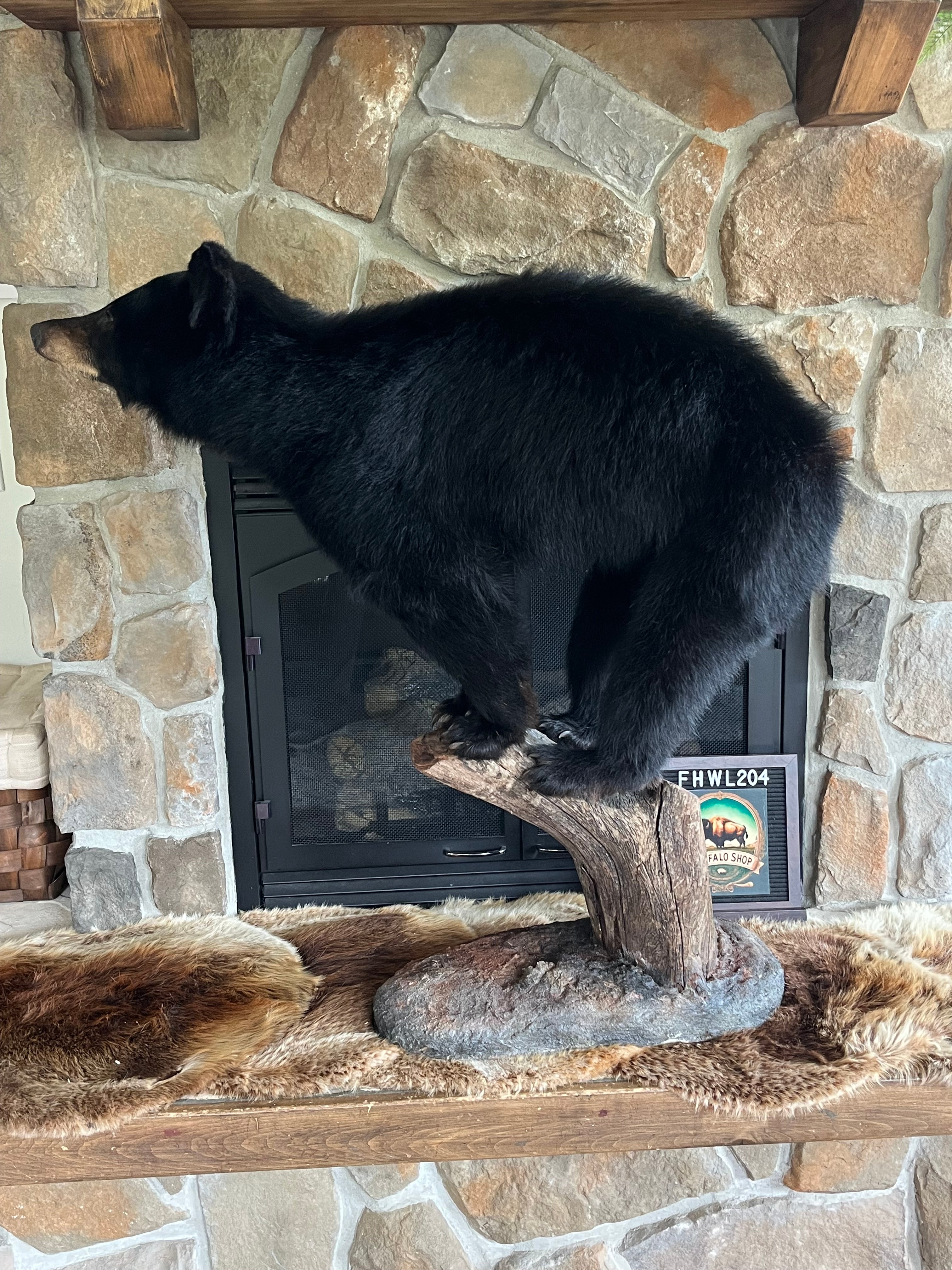 FHWL204 - Yearling Black Bear Cub Full Body taxidermy mount