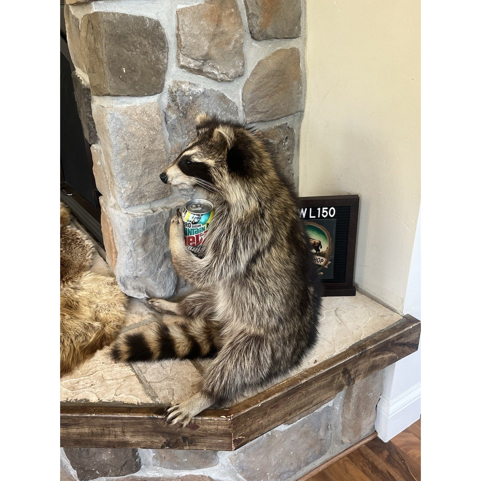 FHWL150- Fat Beautiful Raccoon Taxidermy Mount
