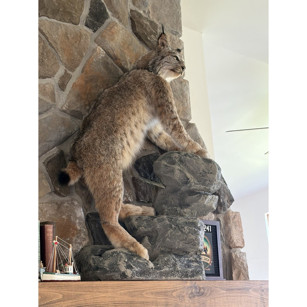 FHWL241 - Museum Quality Alaskan Lynx Taxidermy Full Body Mount Prime Fur