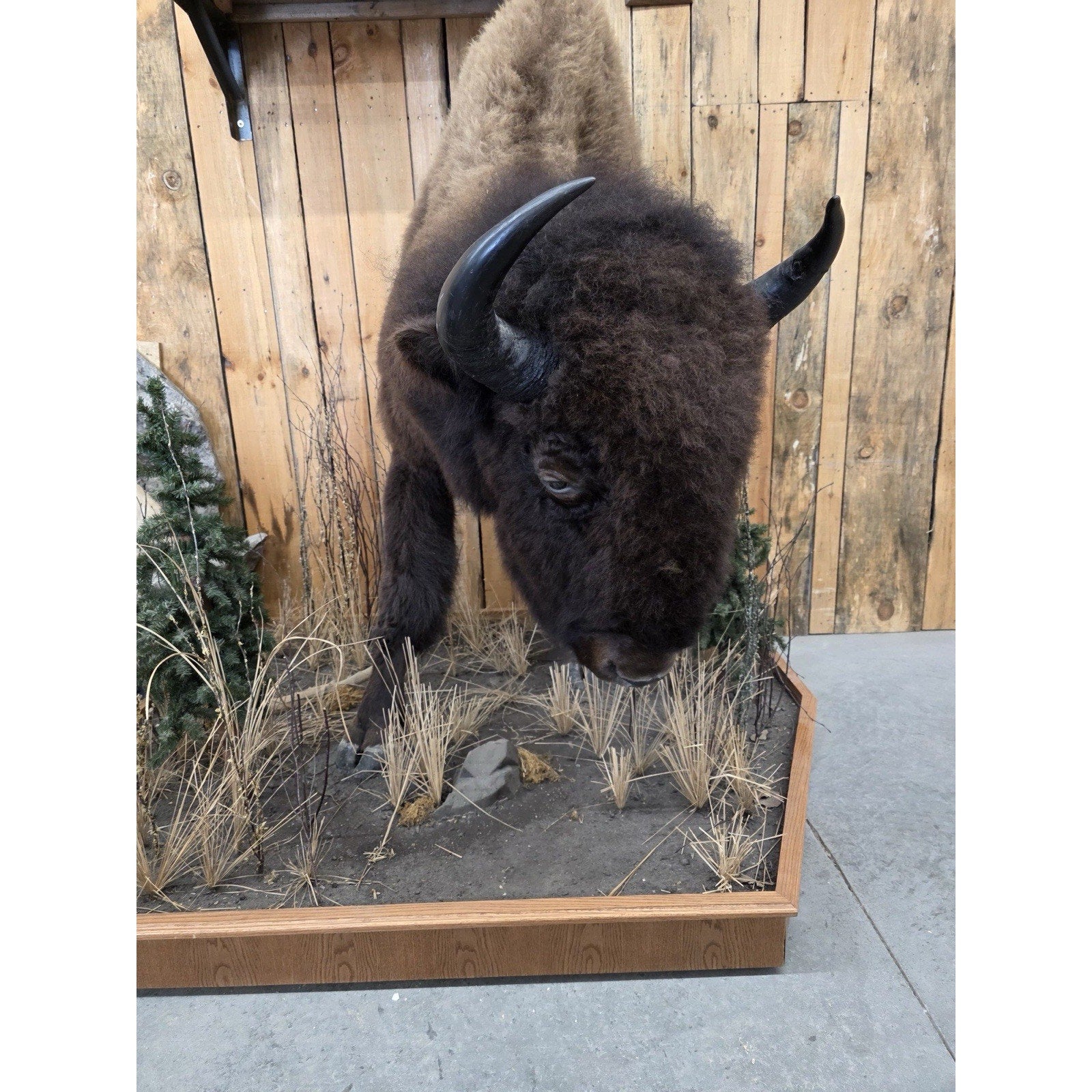 FHCM775 - Massive Buffalo Bison Taxidermy Half mount Bull