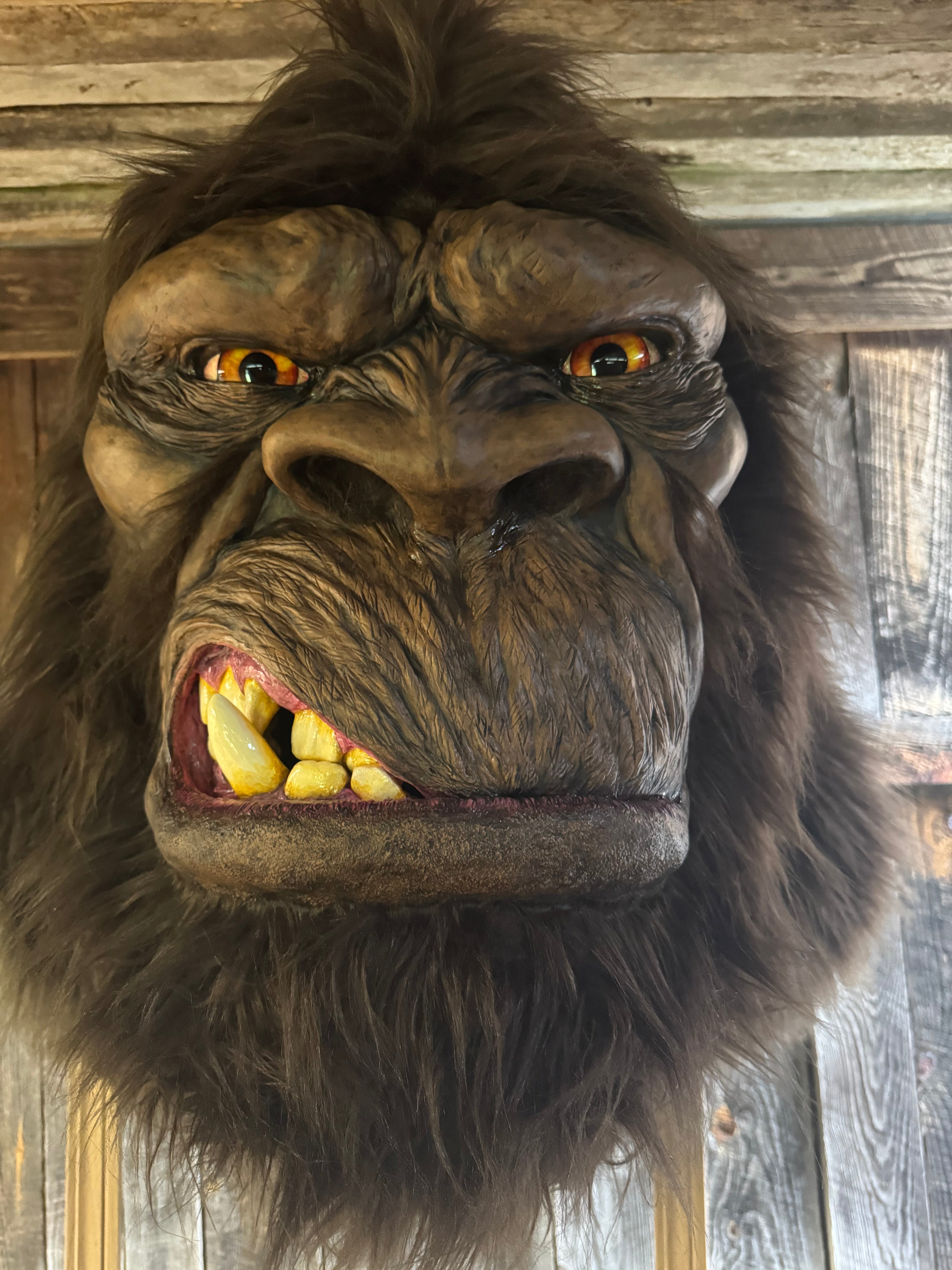 FHJEFF1 - Museum quality life-sized Bigfoot replica shoulder mounts,