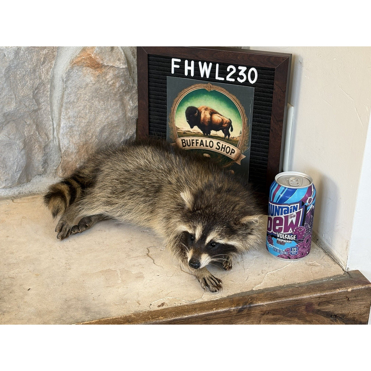 FHWL230 - baby Raccoon Taxidermy Mount