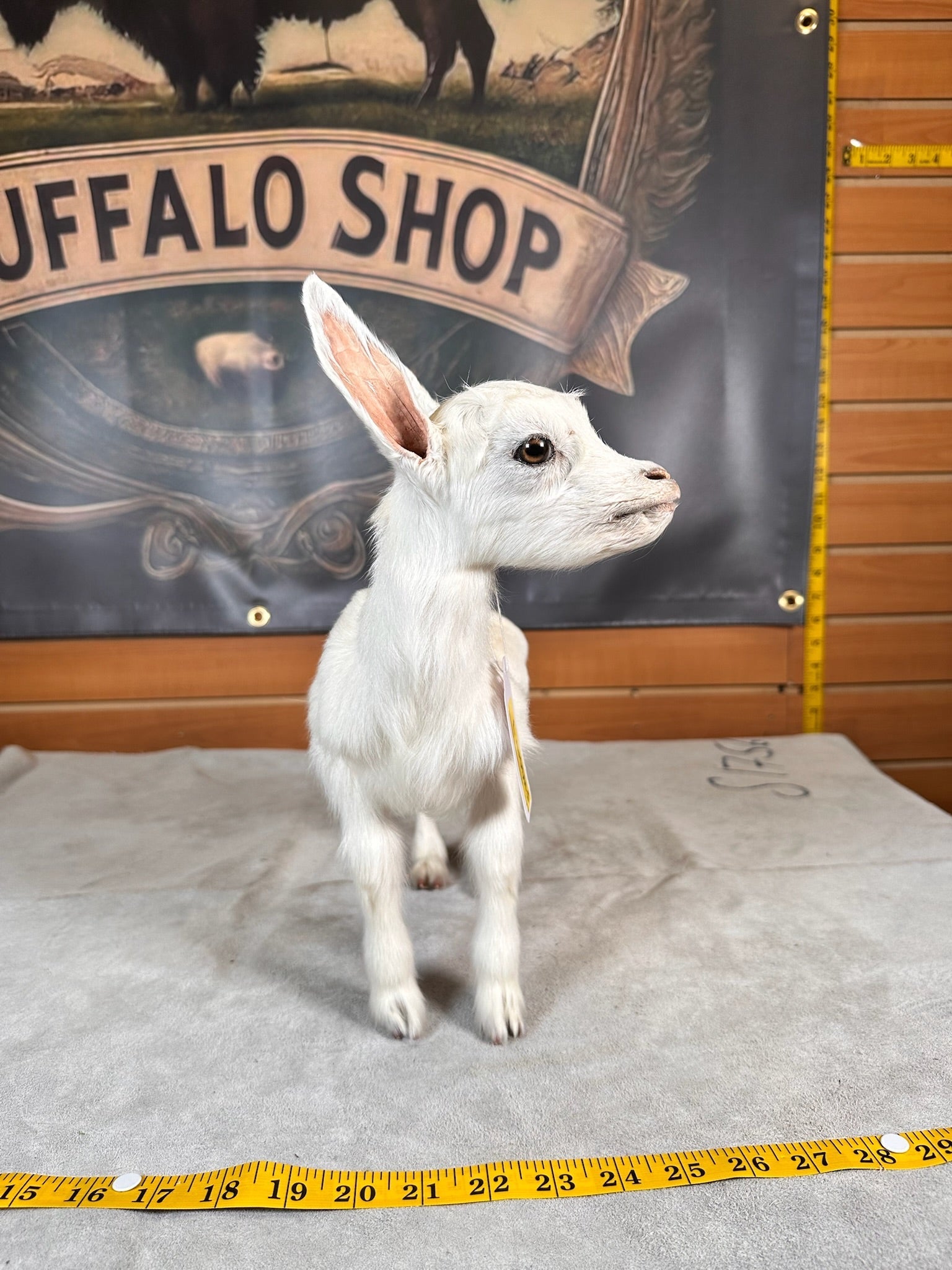 FHGOAT7- Baby goat tiny taxidermy mount free standing
