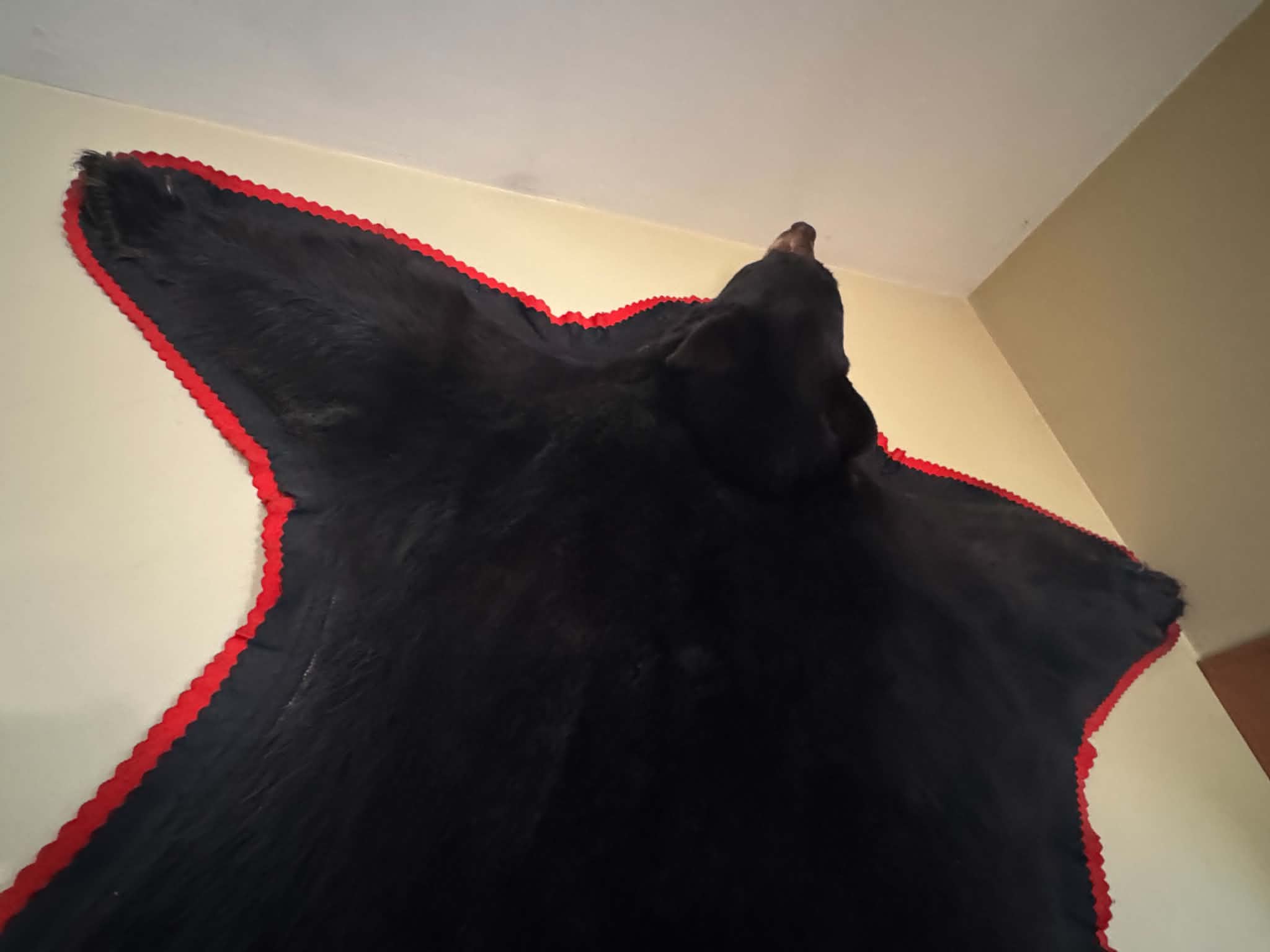 FHELLIOT1 - beautiful Black Bear Rug Taxidermy – 70”
