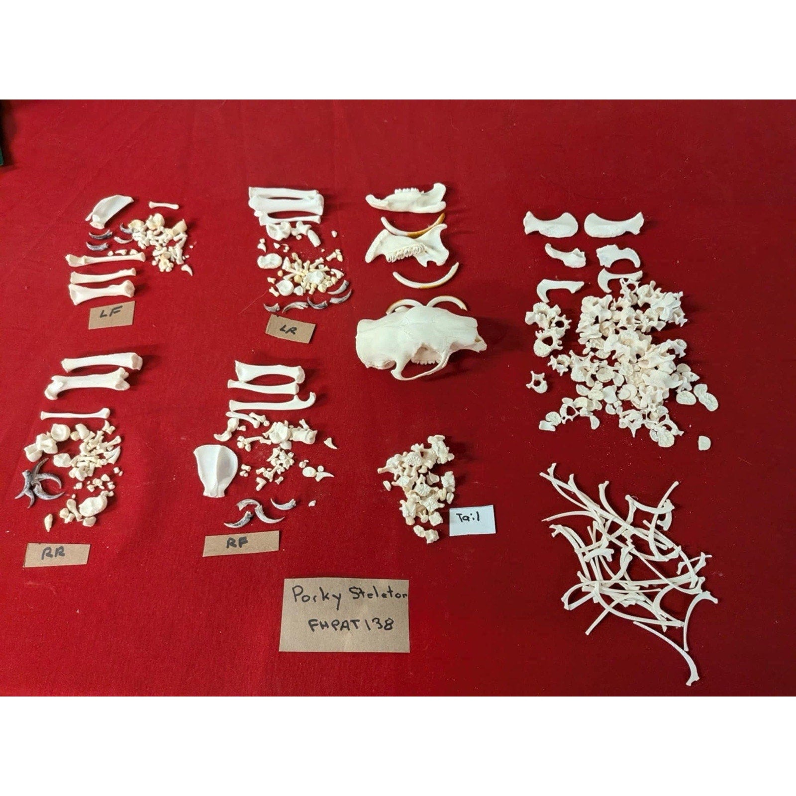 FHPAT138 - Porcupine Skeleton Professionally Cleaned For Articulation Taxidermy