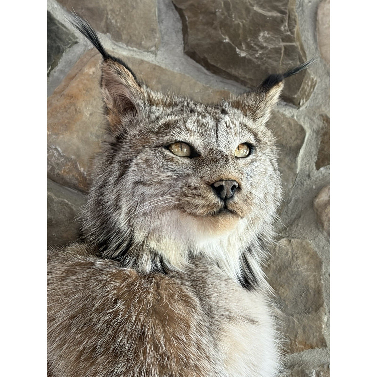 FHWL241 - Museum Quality Alaskan Lynx Taxidermy Full Body Mount Prime Fur