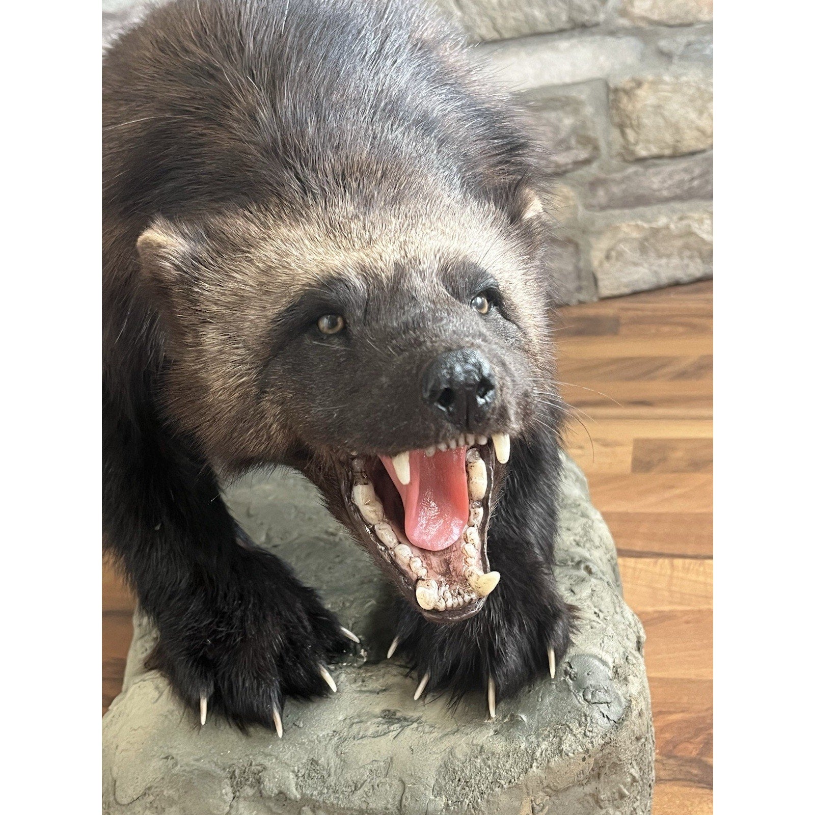 FHWL127 - Beautiful Aggressive Alaskan Wolverine Prime Fur Taxidermy Mount