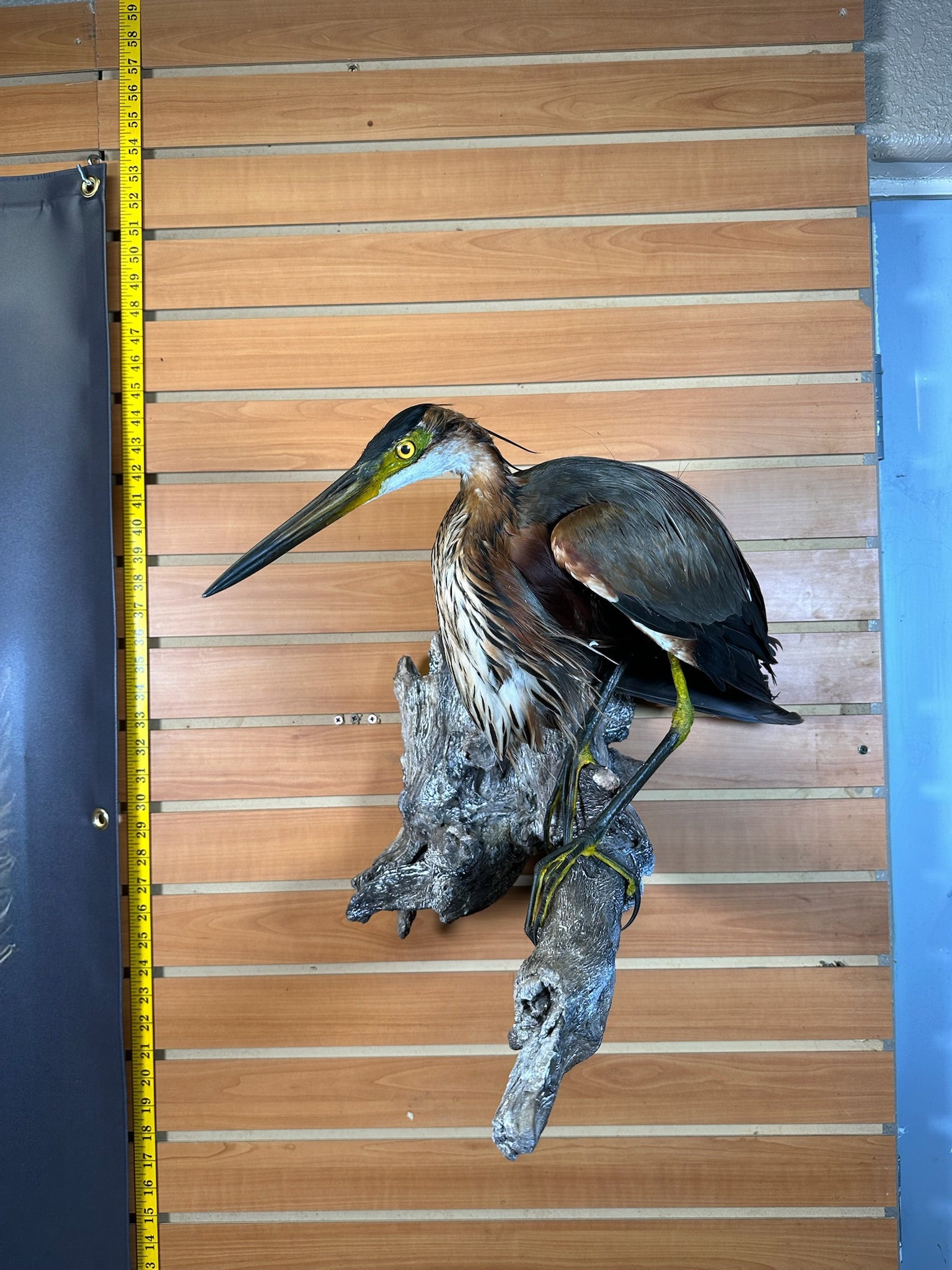 FHART12- Purple Heron taxidermy mount