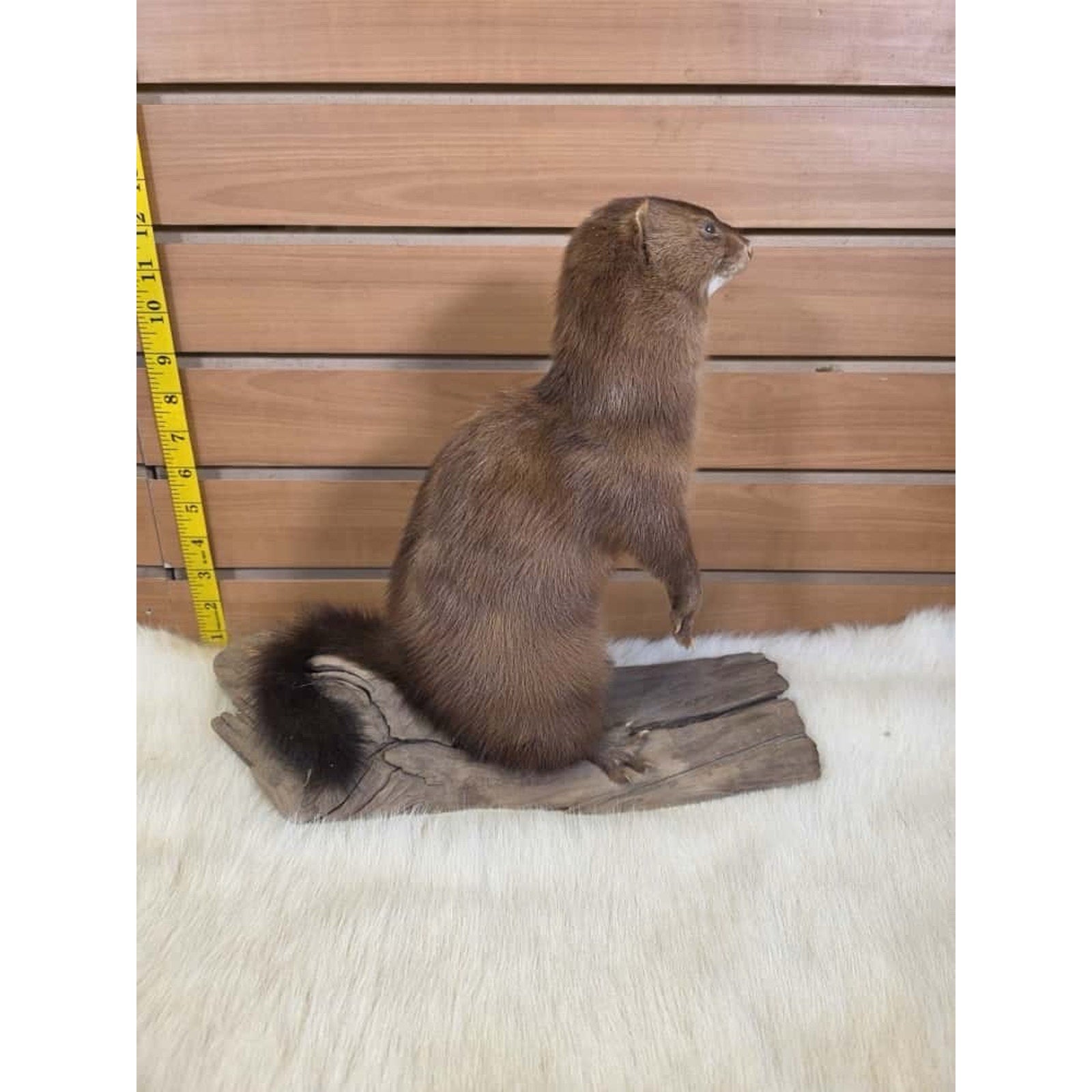 FHMN17- Mink Weasel Taxidermy Mount