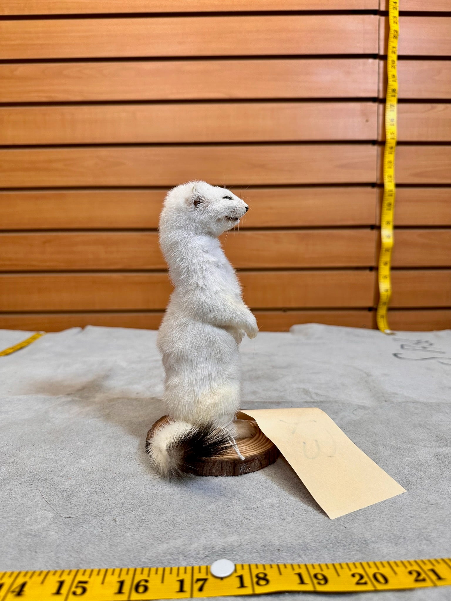 FHWEAS18 - Beautiful Adorable Weasel Ermine Small Animal Taxidermy